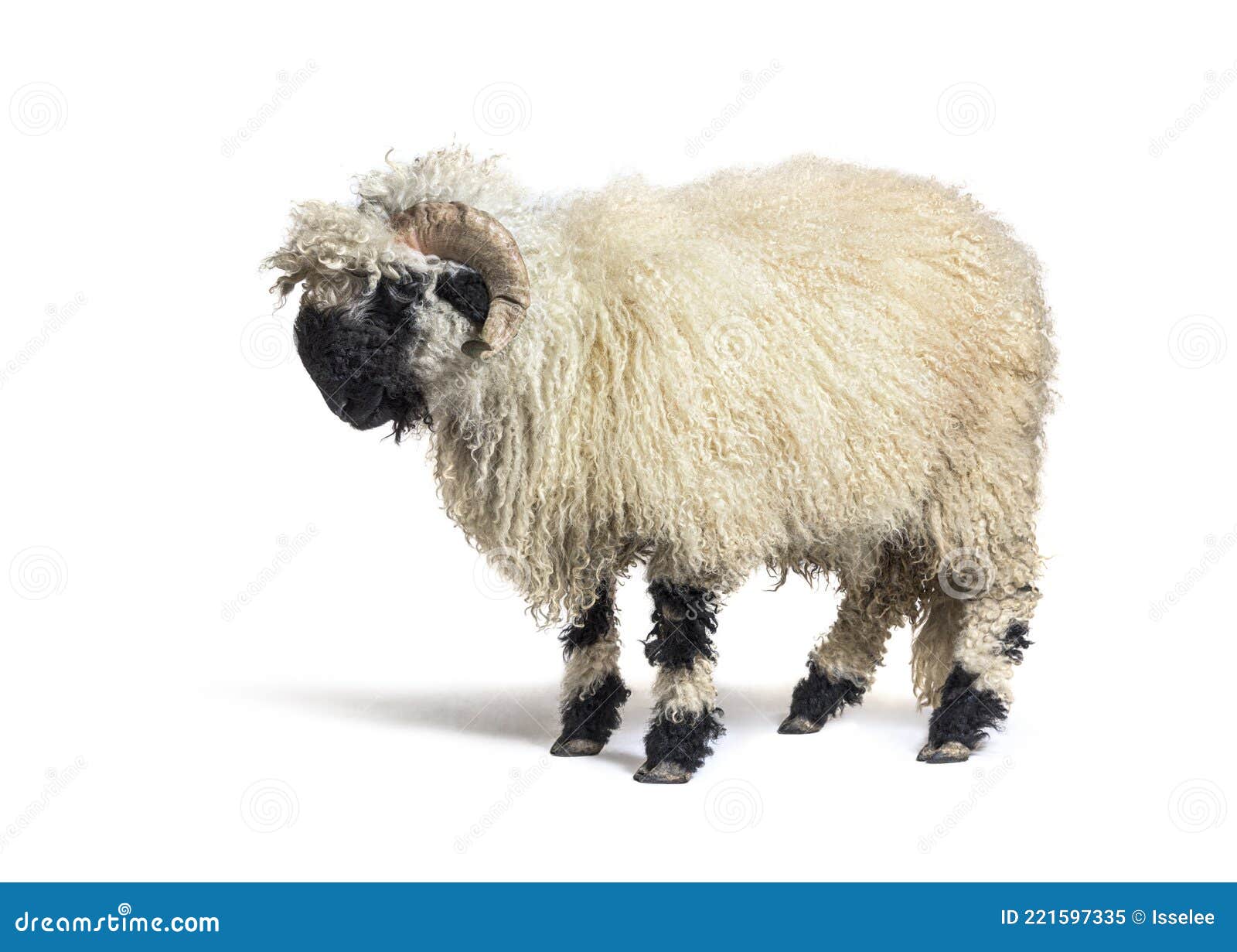 profile of a valais black nose sheep, 