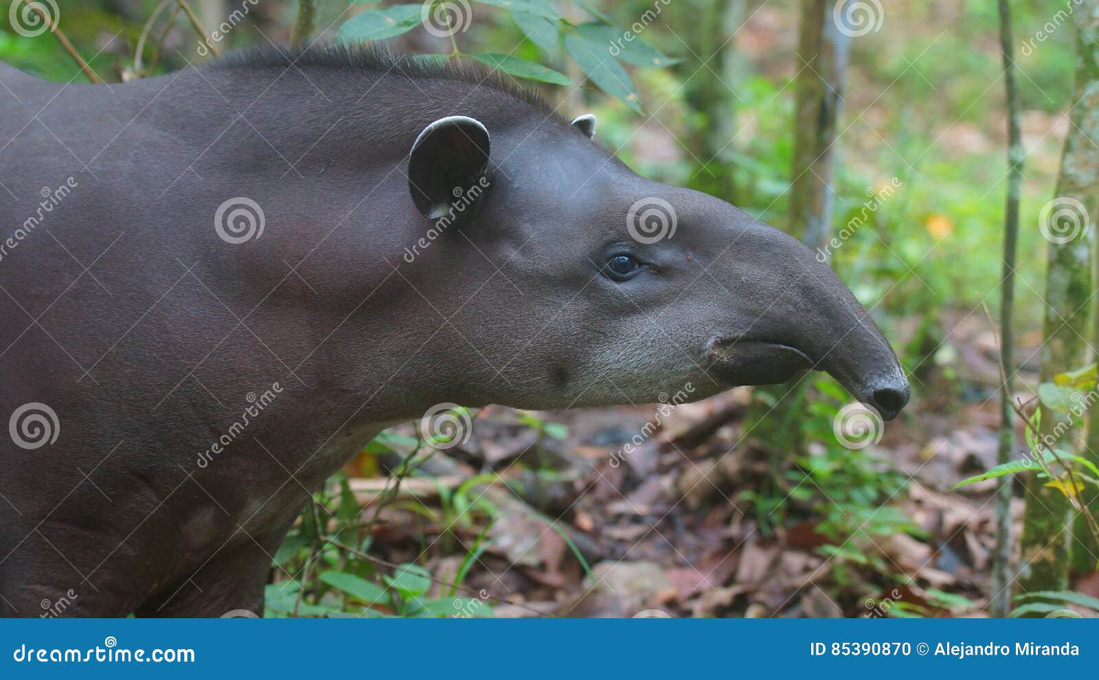 Profile View of Amazon Tapir with Jungle Background. Stock Photo - Image of cute, forest: 85390870 Profile View of Amazon Tapir with Jungle Background. Stock Photo - Image of cute, forest: 85390870