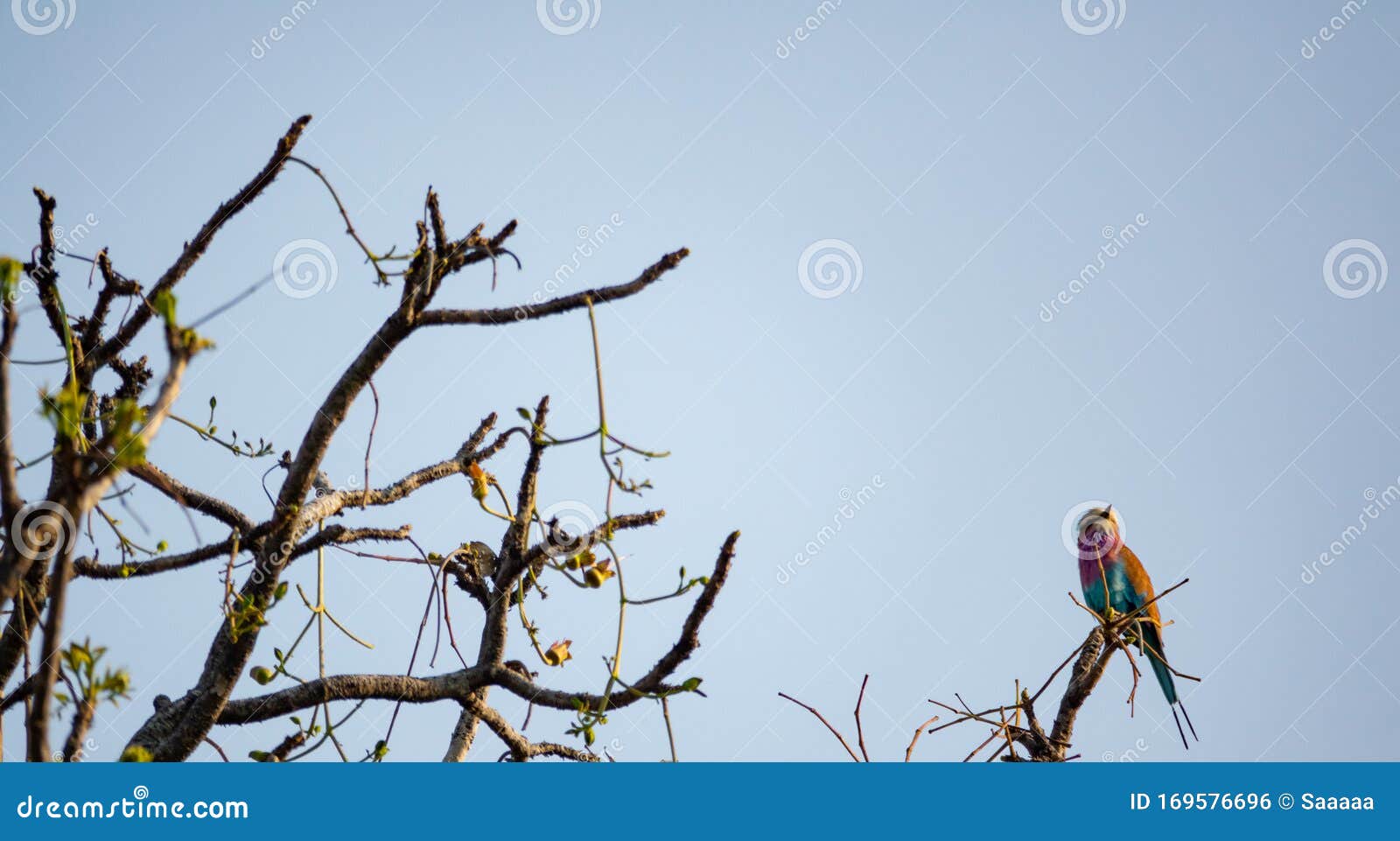 carraca lila, coracias caudatus elegant blue plumage perched on the tree branch