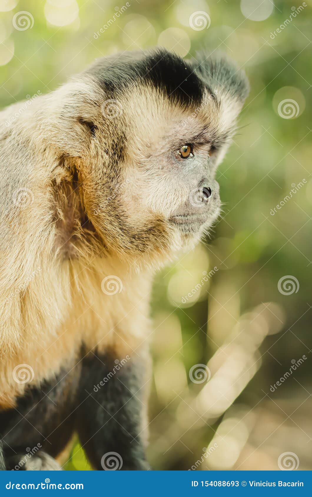 Tufted Capuchin Monkey Aka Macacoprego Into The Wild In Brazil