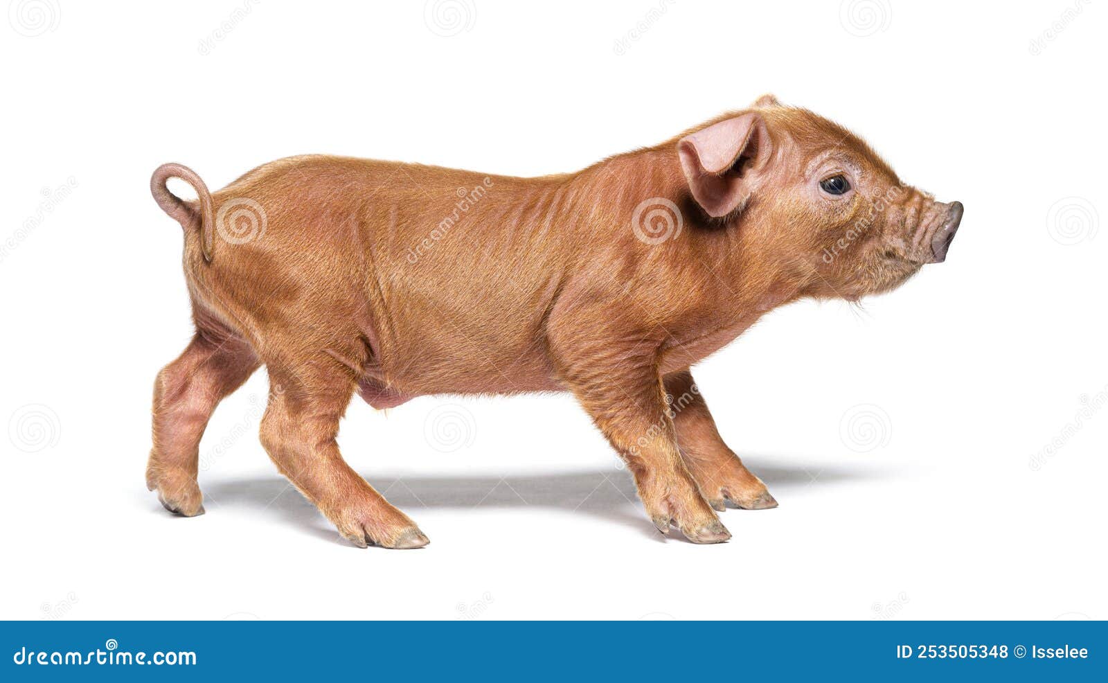 profile of a young pig mixedbreed, 