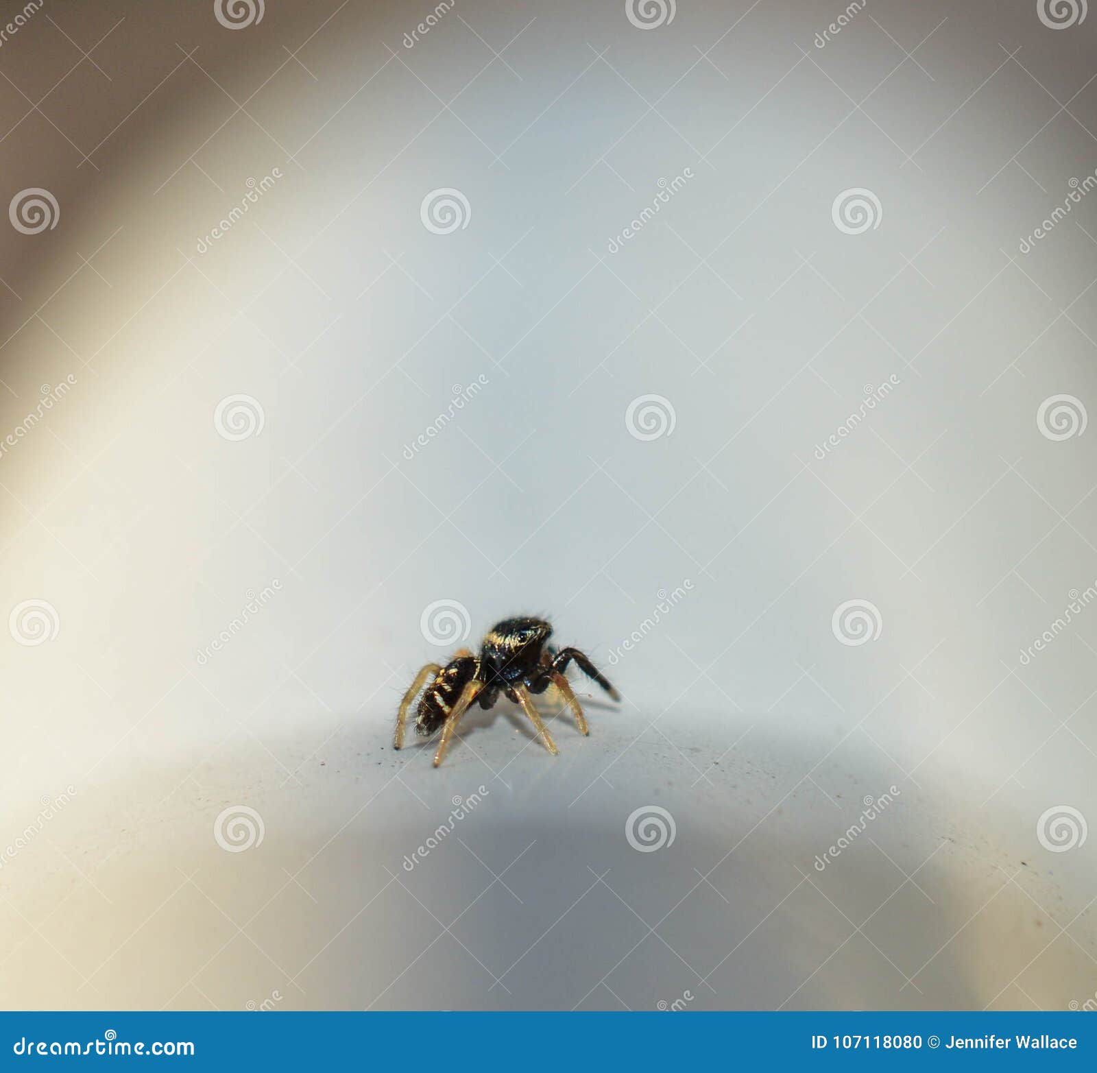 Profilez La Vue D Une Araignee Sautante De Bebe Noir Minuscule Photo Stock Image Du Petit Gras Profilez La Vue D Une Araignee Sautante De Bebe Noir Minuscule Photo Stock Image Du Petit Gras