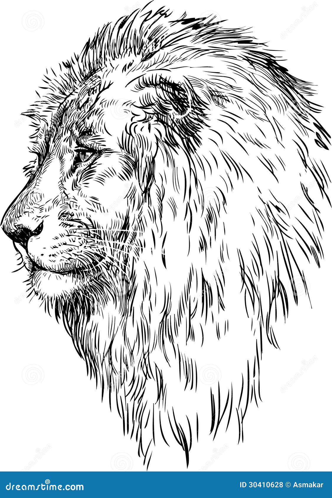 Profilo di un leone fotografie stock libere da diritti