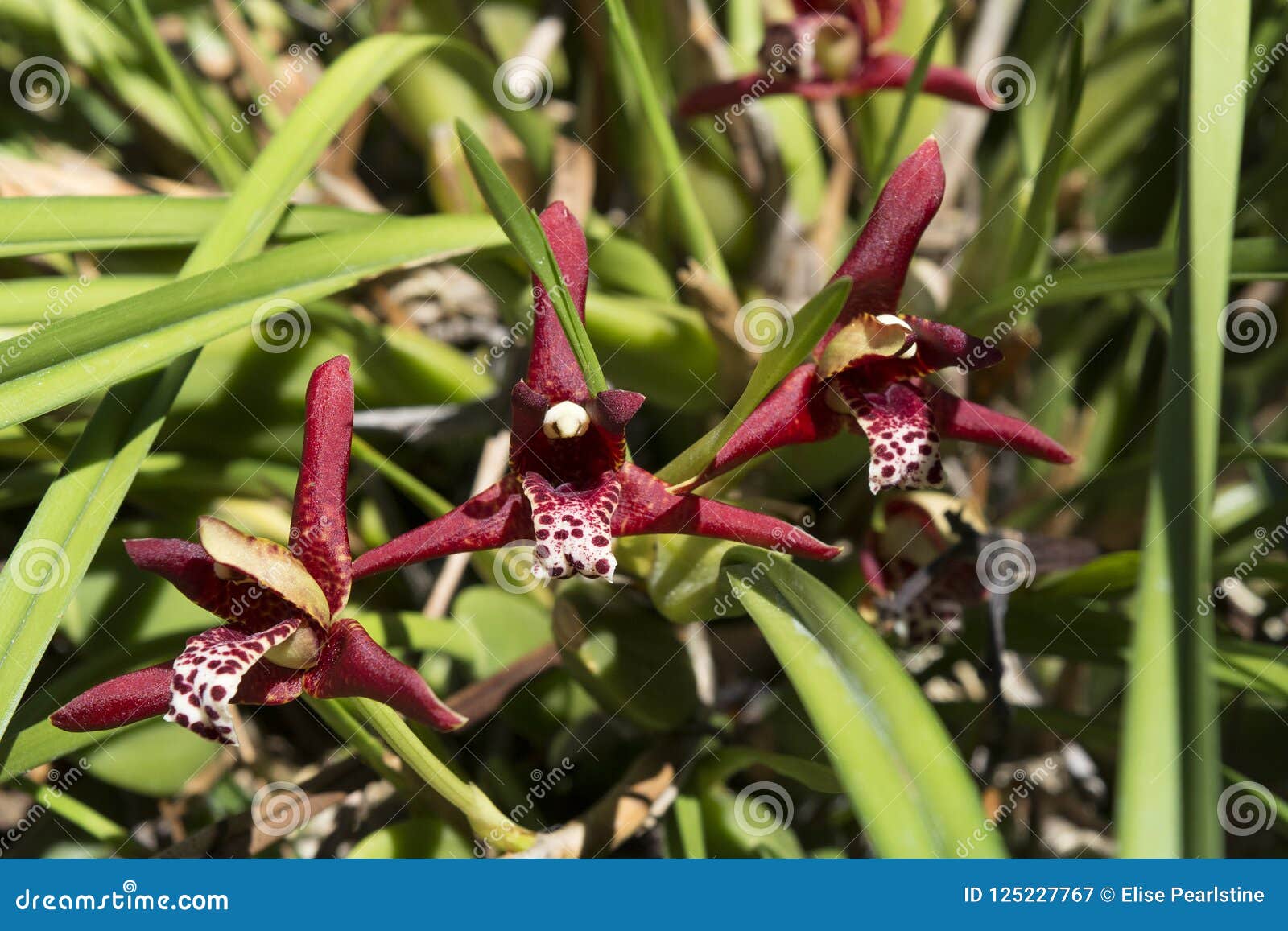 Profundamente - Flores Freckled Vermelhas Do Maxillaria Da Orquídea Do Coco  Imagem de Stock - Imagem de perfumado, doce: 125227767