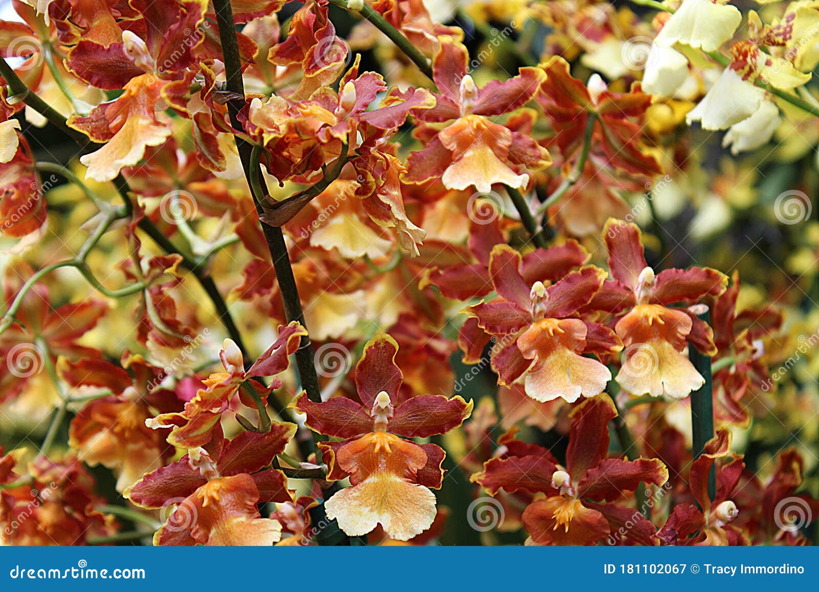 A Profusion Of Brown Orange And Yellow Oncidium Orchid Flowers Stock Image Image Of Oncidium Blooming 181102067