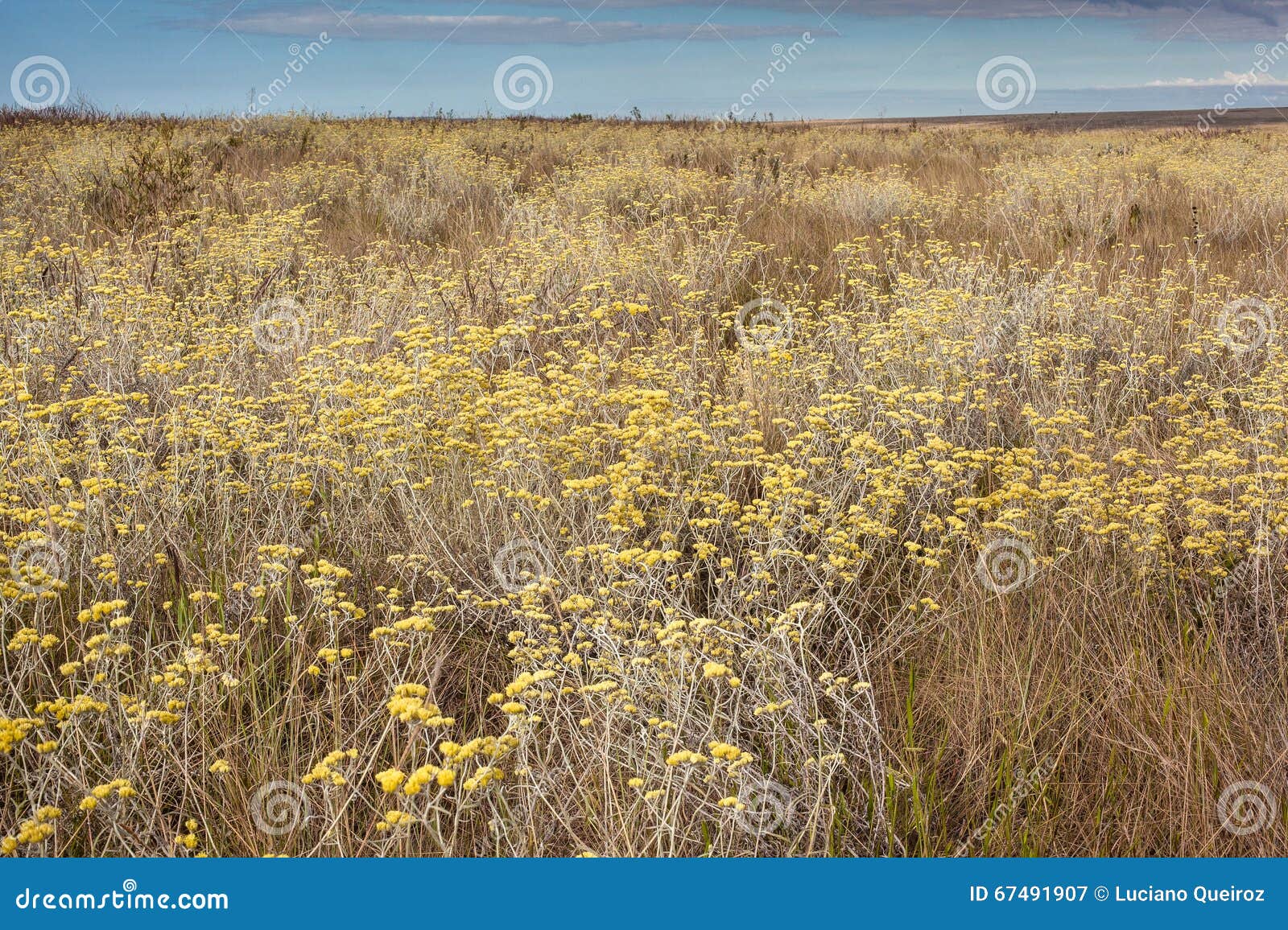 profusion of flowers in the cerrado biome. serra da canastra nat