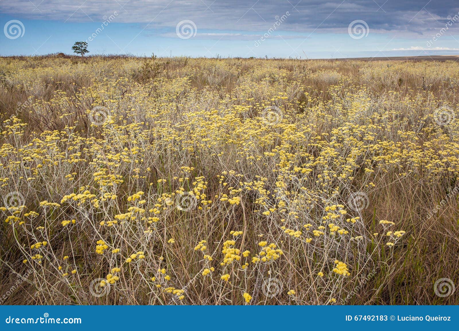 profusion of flowers in the cerrado biome. serra da canastra nat