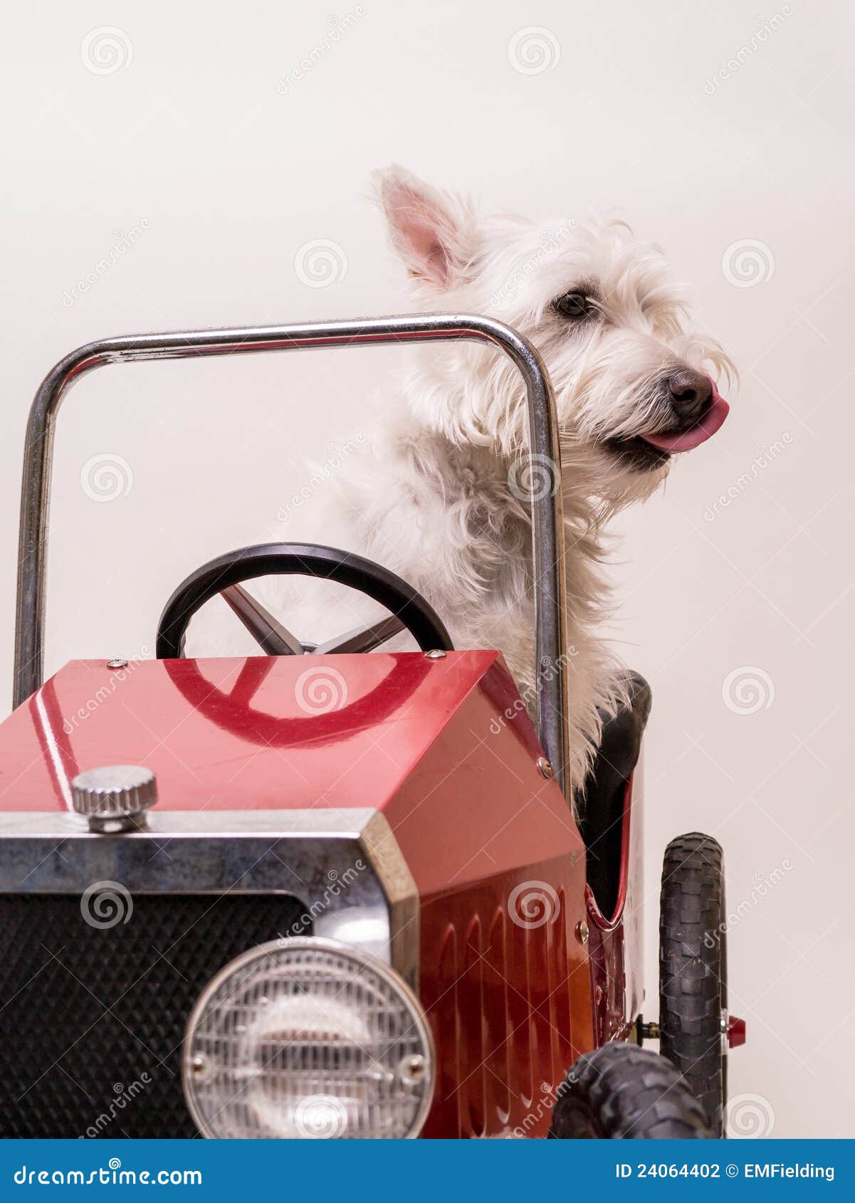 Perro Que Viaja En El Coche Rojo Foto de archivo - Imagen de feliz,  recuperador: 15632306