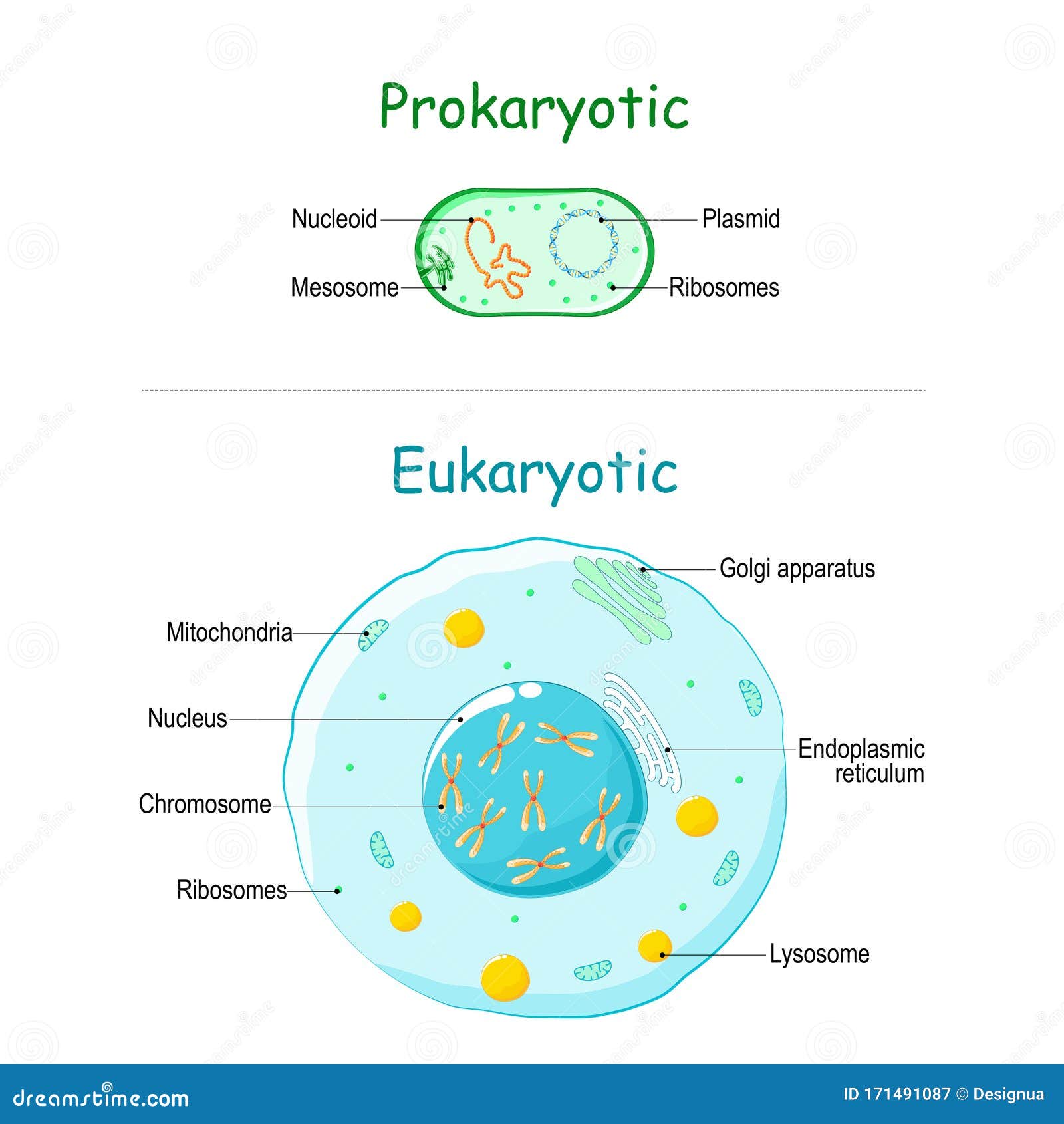 simple prokaryotic cell diagram