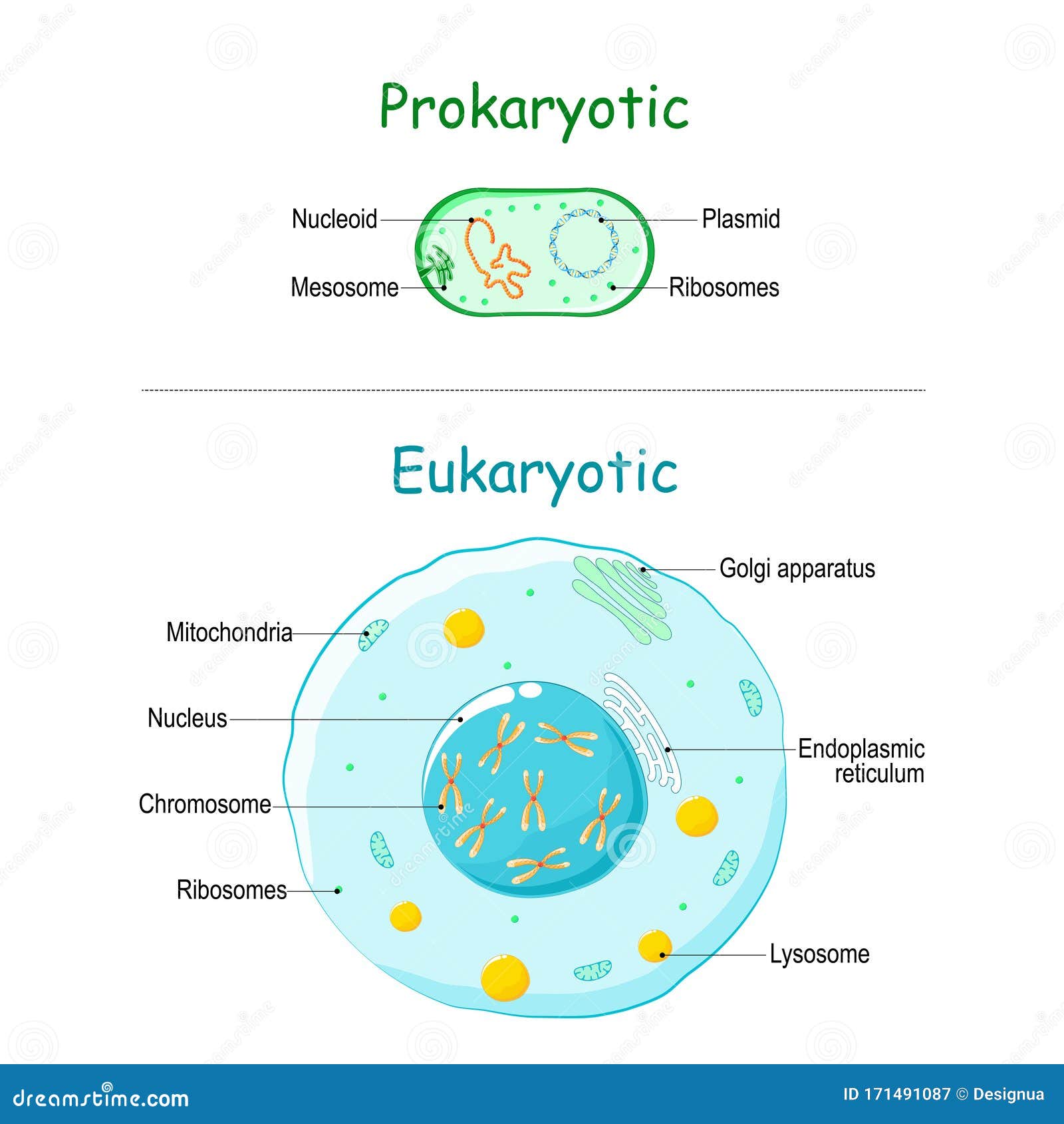 Eukaryotic And Prokaryotic Cells Differences