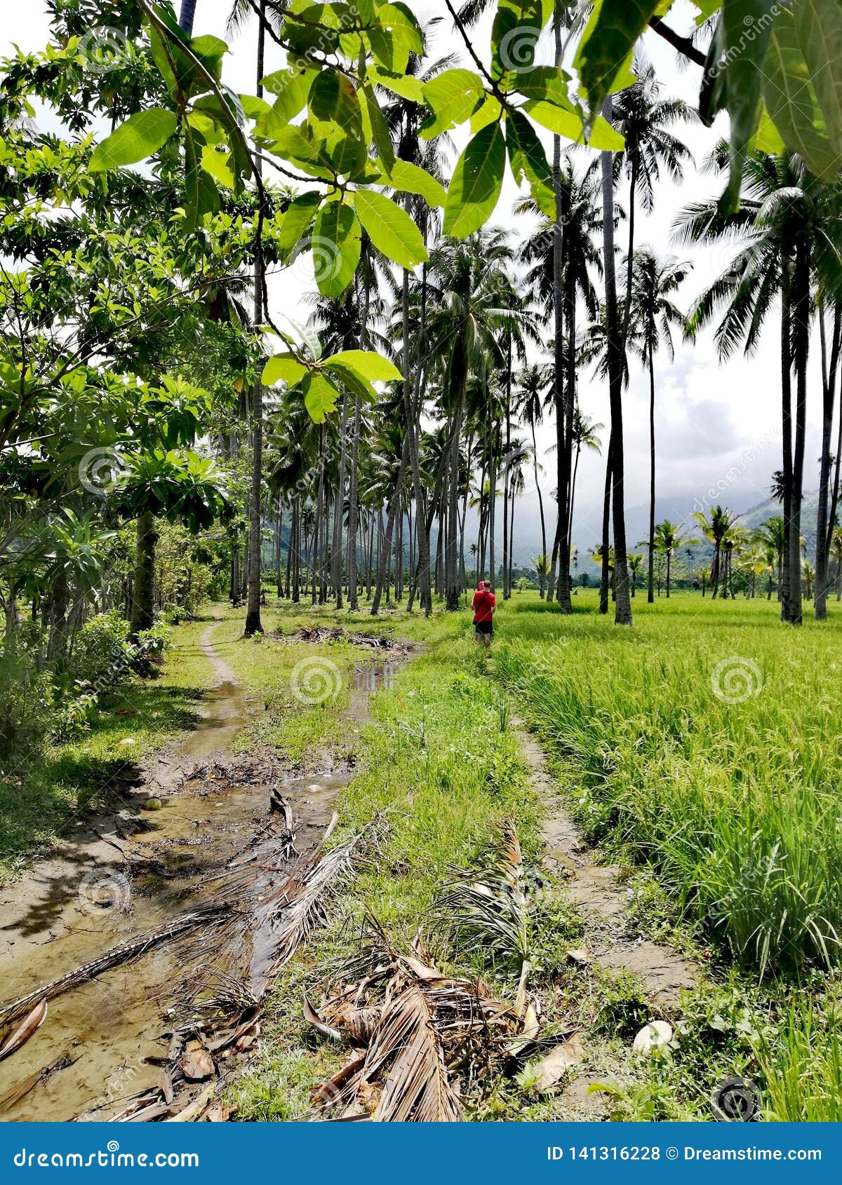 Promenad till och med risfält och kokosnötkoloni på Mindoro, Filippinerna; Tropiska loppdestinationer, turist- dragningar, ecoturism; riskokosnöt som farming/odling i kullar av Mindoro; jordbruk; lantlig tropisk landskapscenery/miljö/omgivning; gå horiskolonier