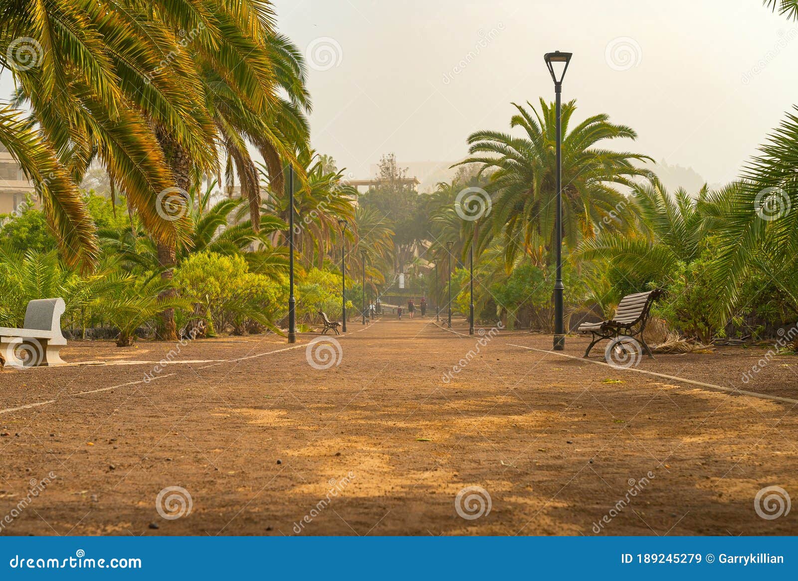 promenade alley in a public park covered with sand storm, calima. tenerife, spain