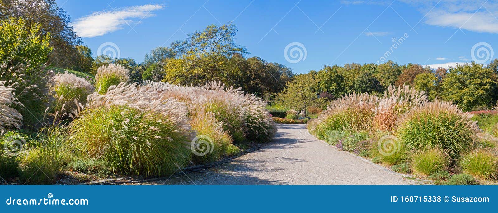 Promenade Dans Le Parc Westpark Munich, Plantation De Pampas Herbe, Paysage  Ensoleillé Automnal Photo stock - Image du groupe, stationnement: 160715338