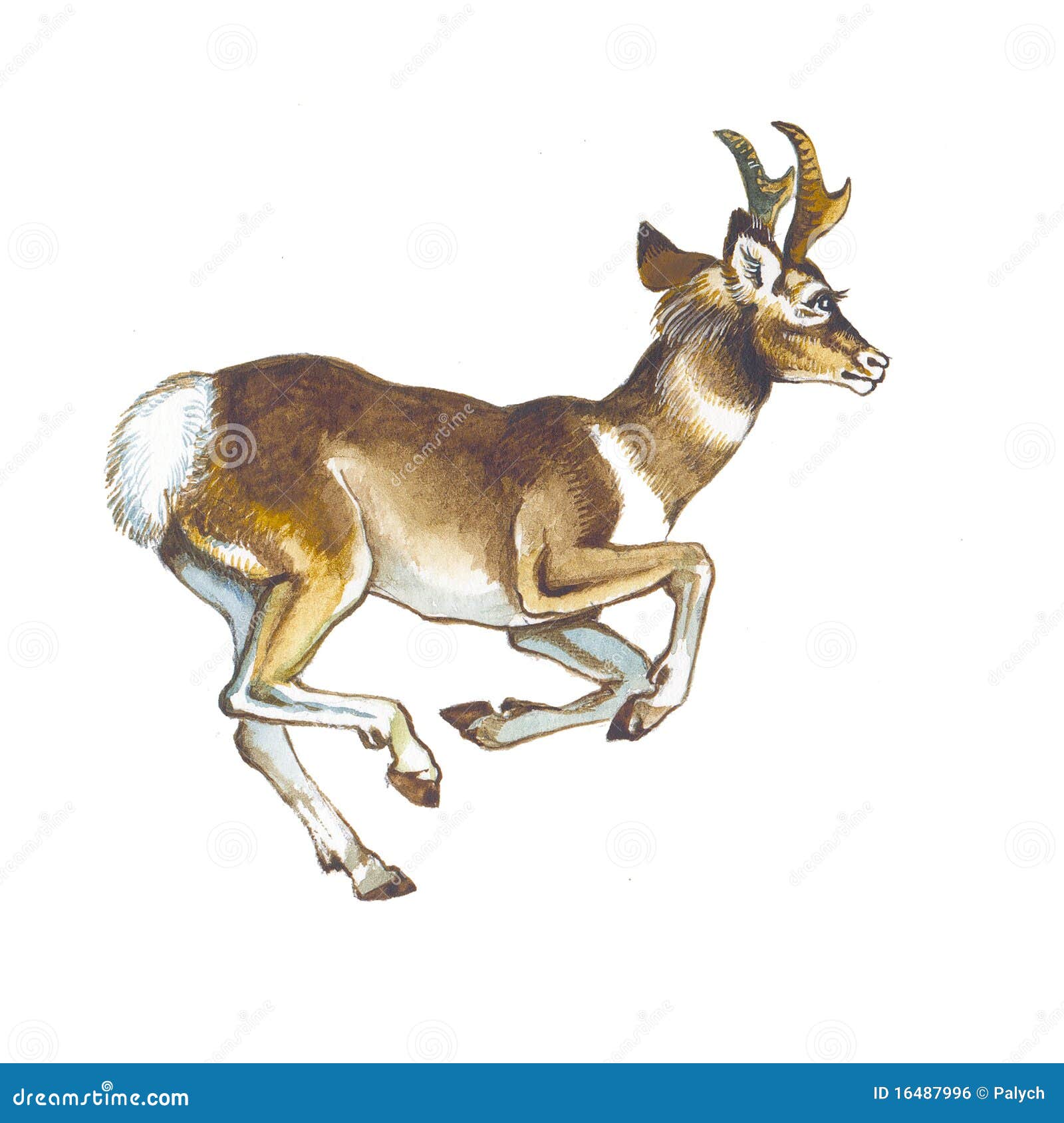 Pronghorn stock illustration. Image of national, cartoon 