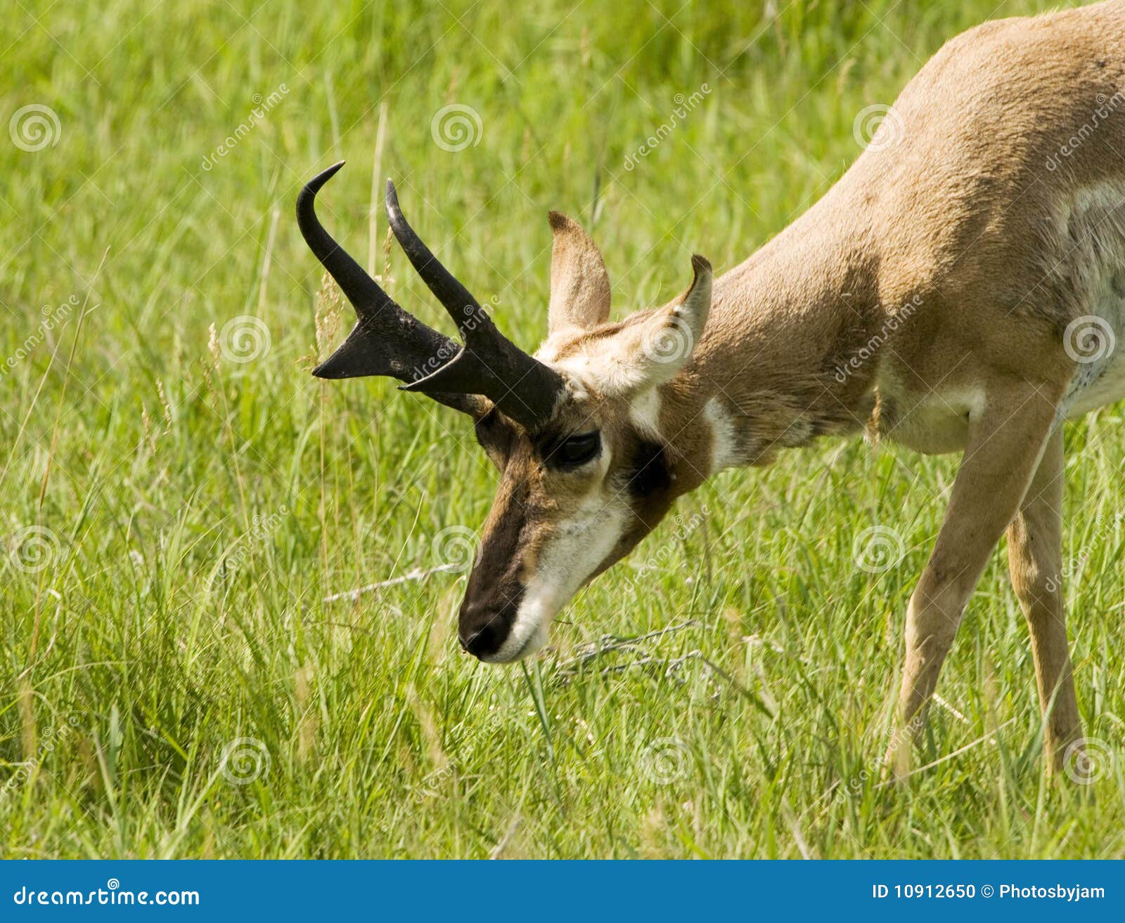Pronghorn Antelope stock photo. Image of grass, dakota 10912650