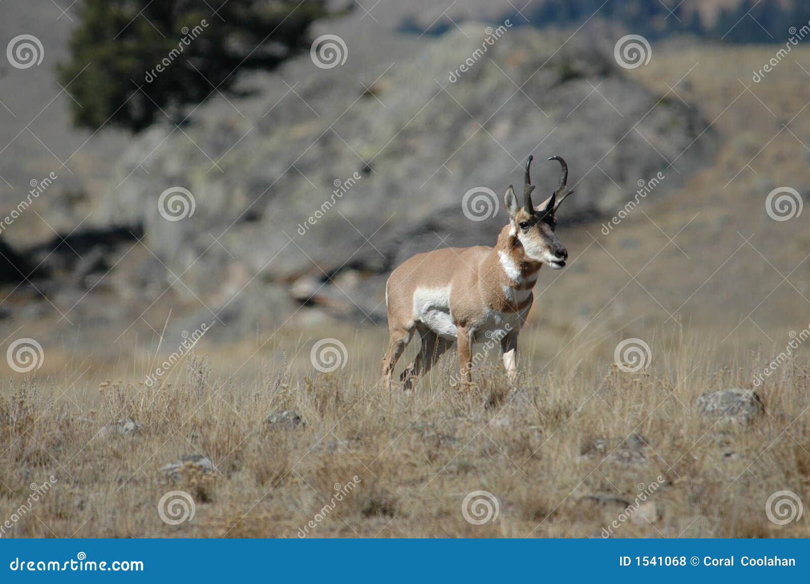Pronghorn Antelope stock photo. Image of horn, animal 1541068