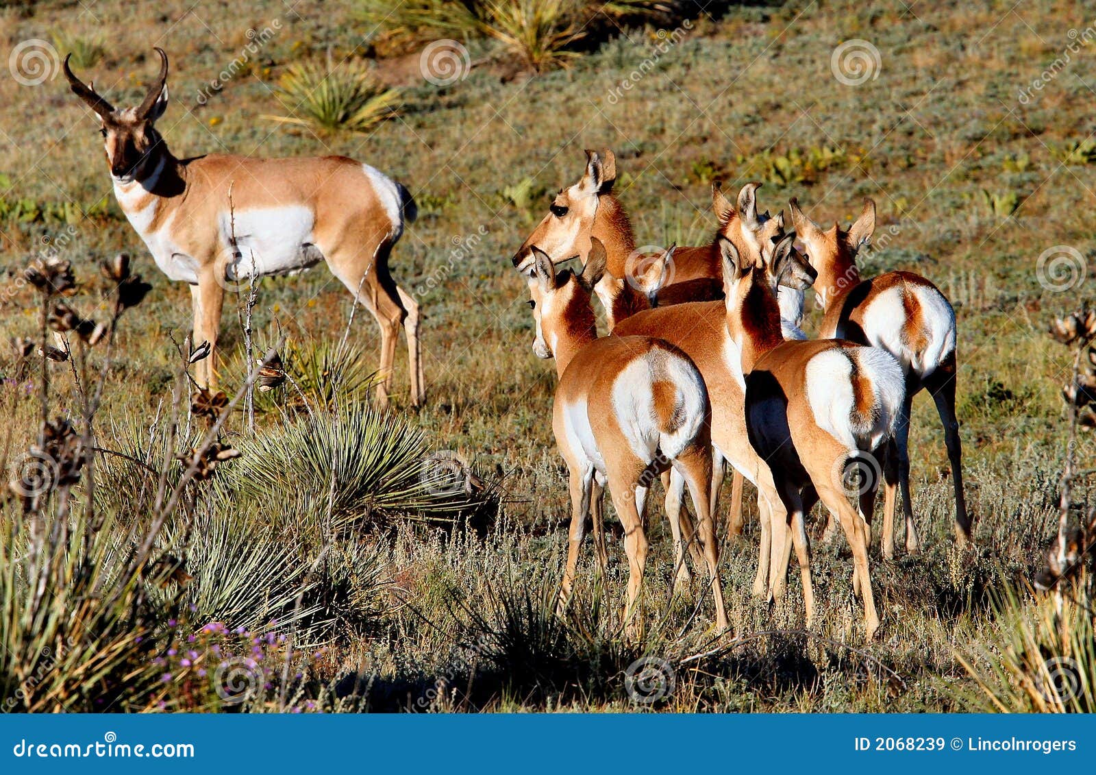 Pronghorn Antelope Buck & Does Stock Image - Image: 2068239 - 1300 x 936 jpeg 545kB