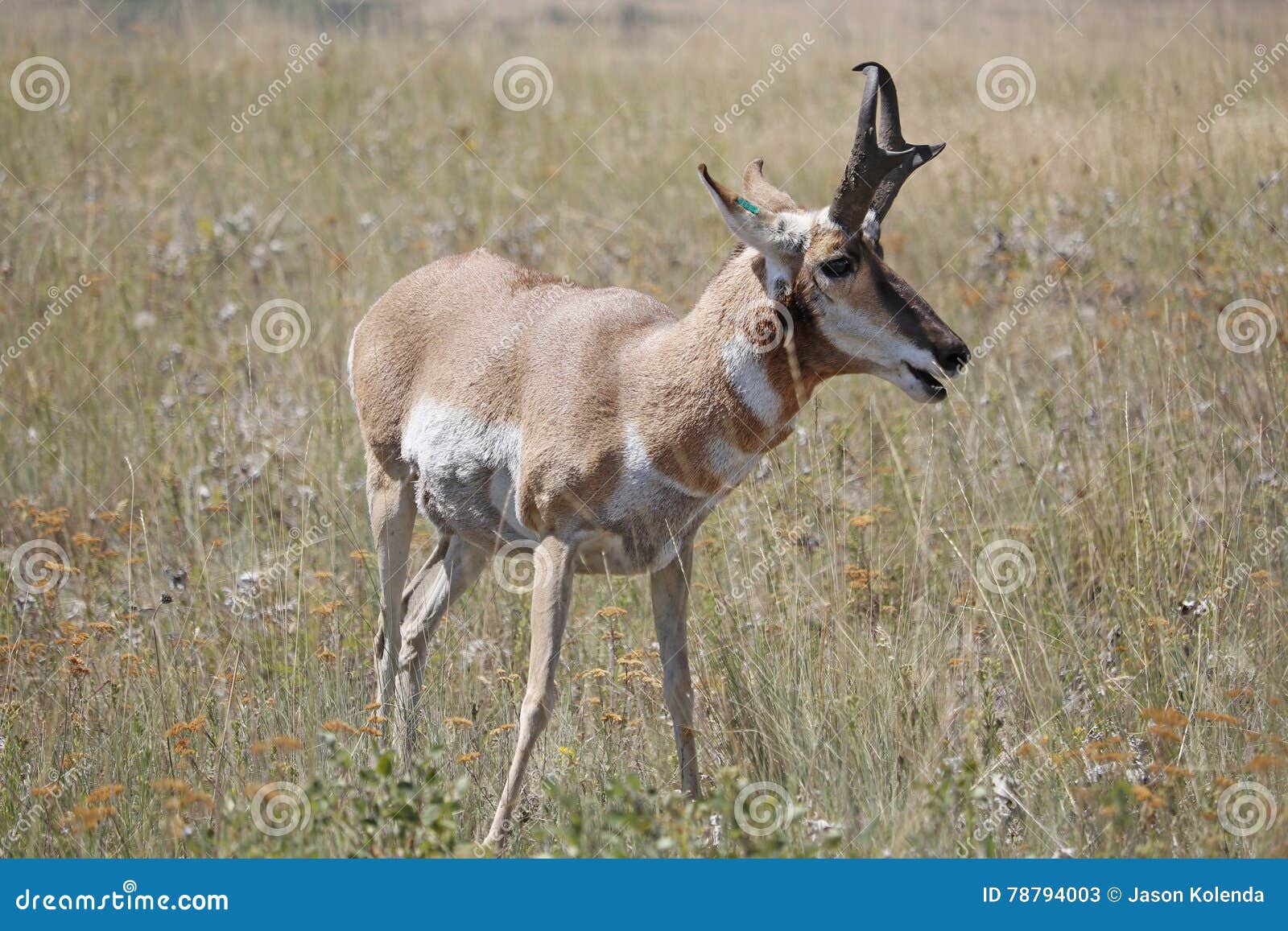 Pronghorn Antelope Eating stock image. Image of vivid 78794003