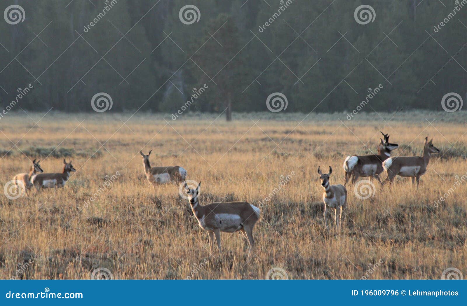 Pronghorn Antelope Family Group in the Grasslands Stock Photo - Image of open, family: 196009796 Pronghorn Antelope Family Group in the Grasslands Stock Photo - Image of open, family: 196009796