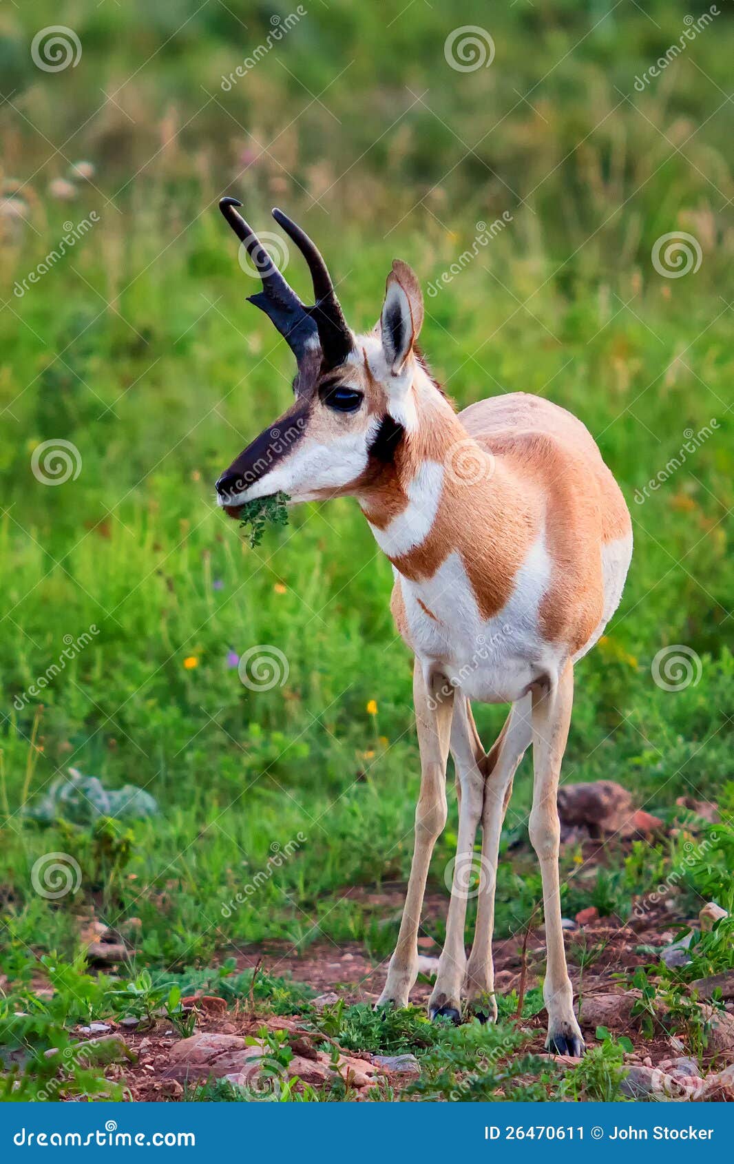 Pronghorn antelope grazing stock image. Image of south 26470611