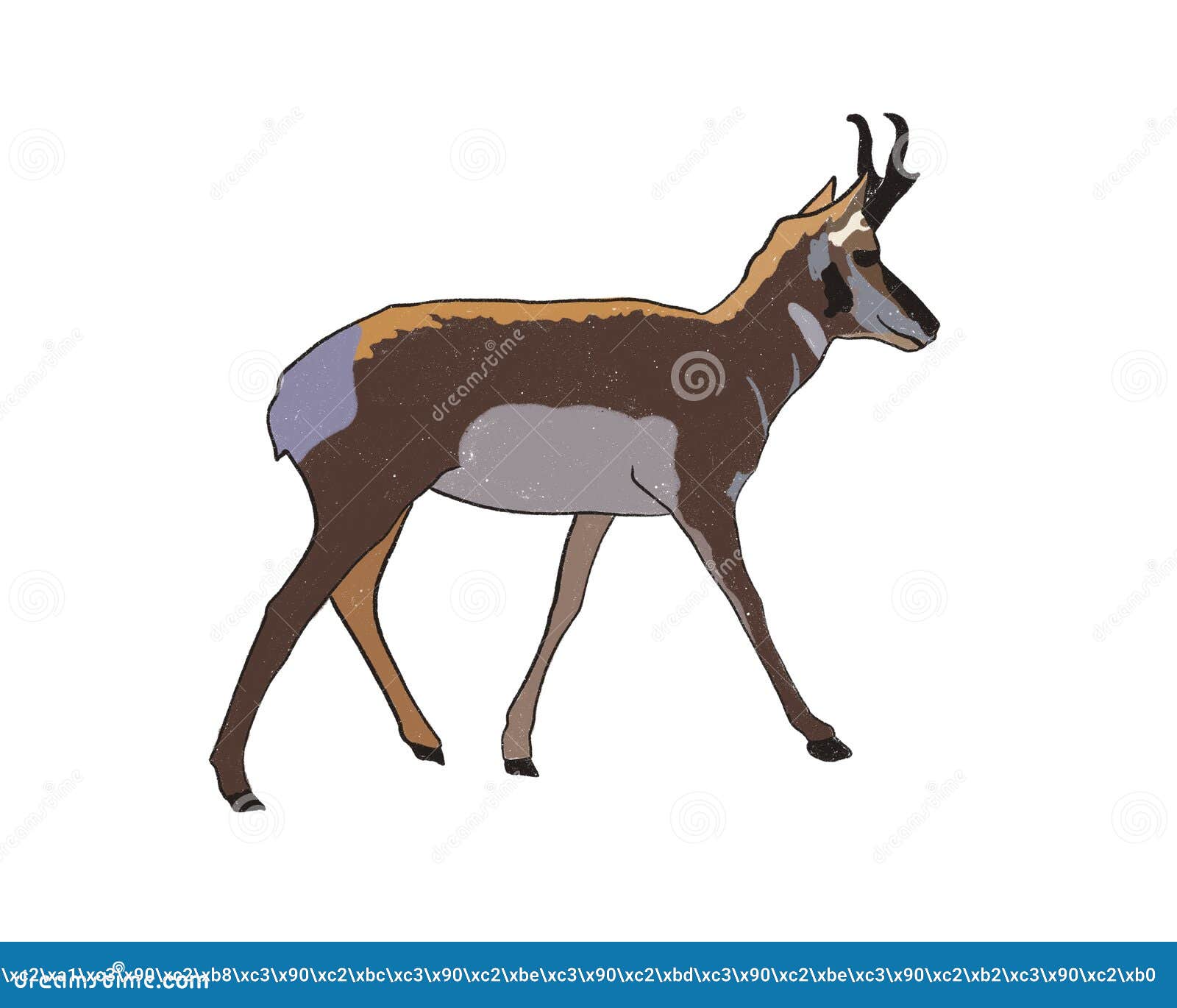 pronghorn. horned ungulate animal. brown coat with white spots.