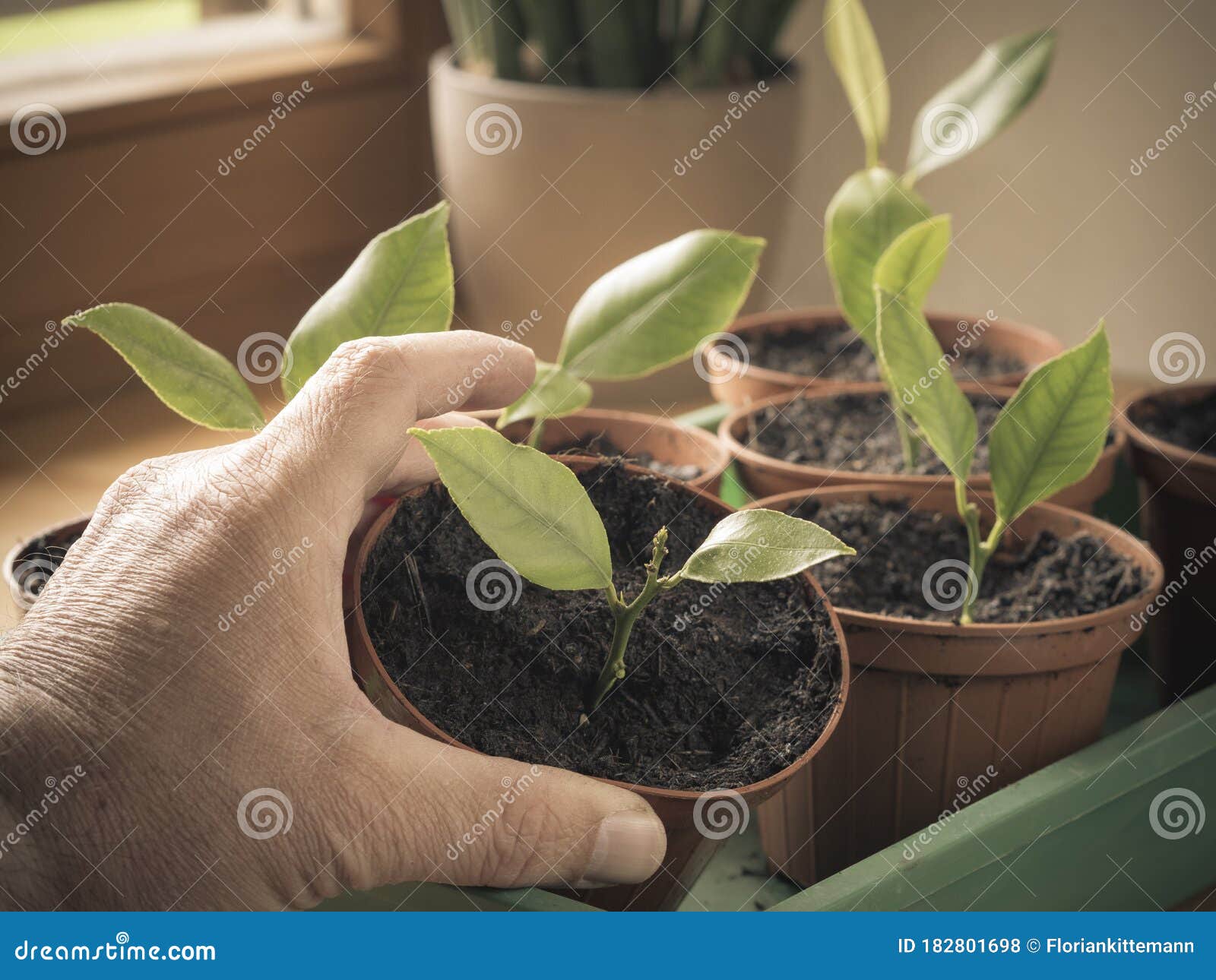 propagating citrus trees from cuttings, plants on windowsill