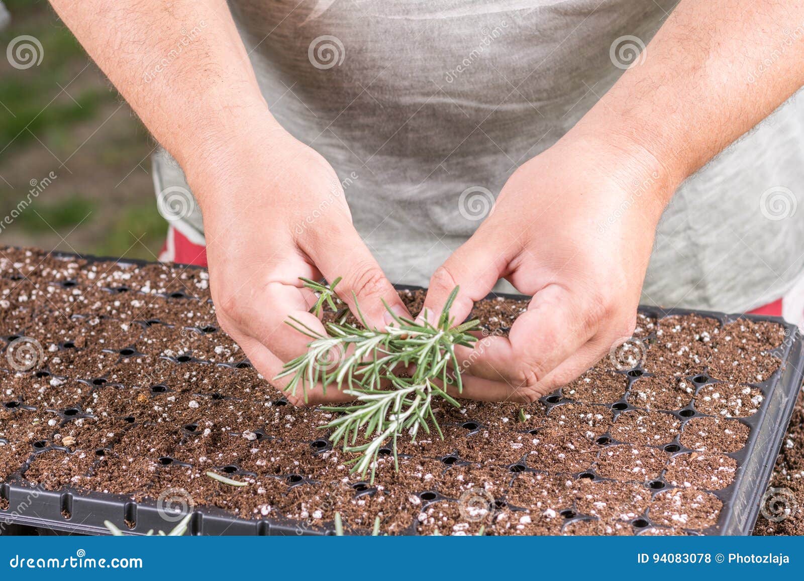 Propagating Small Rosemary Plants with Growth Hormone in the Container