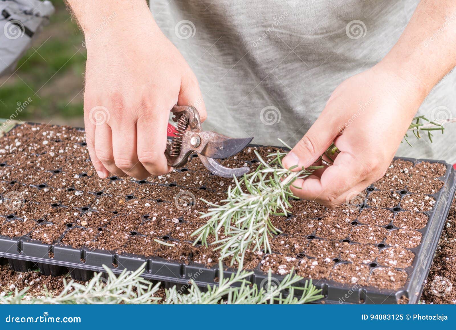 rosemary seedlings rosemary seedlings
