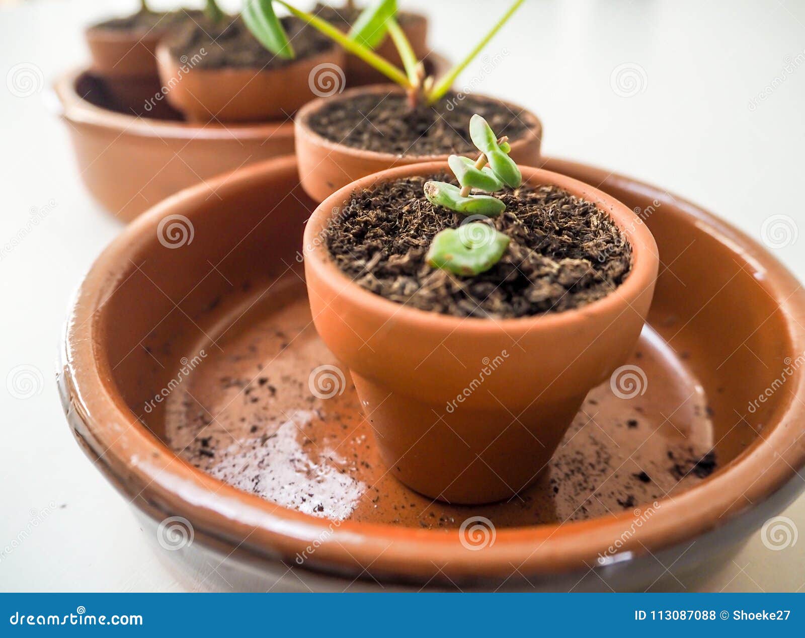 Propagating Succulents in Small Terracotta Pots Stock Photo Image of