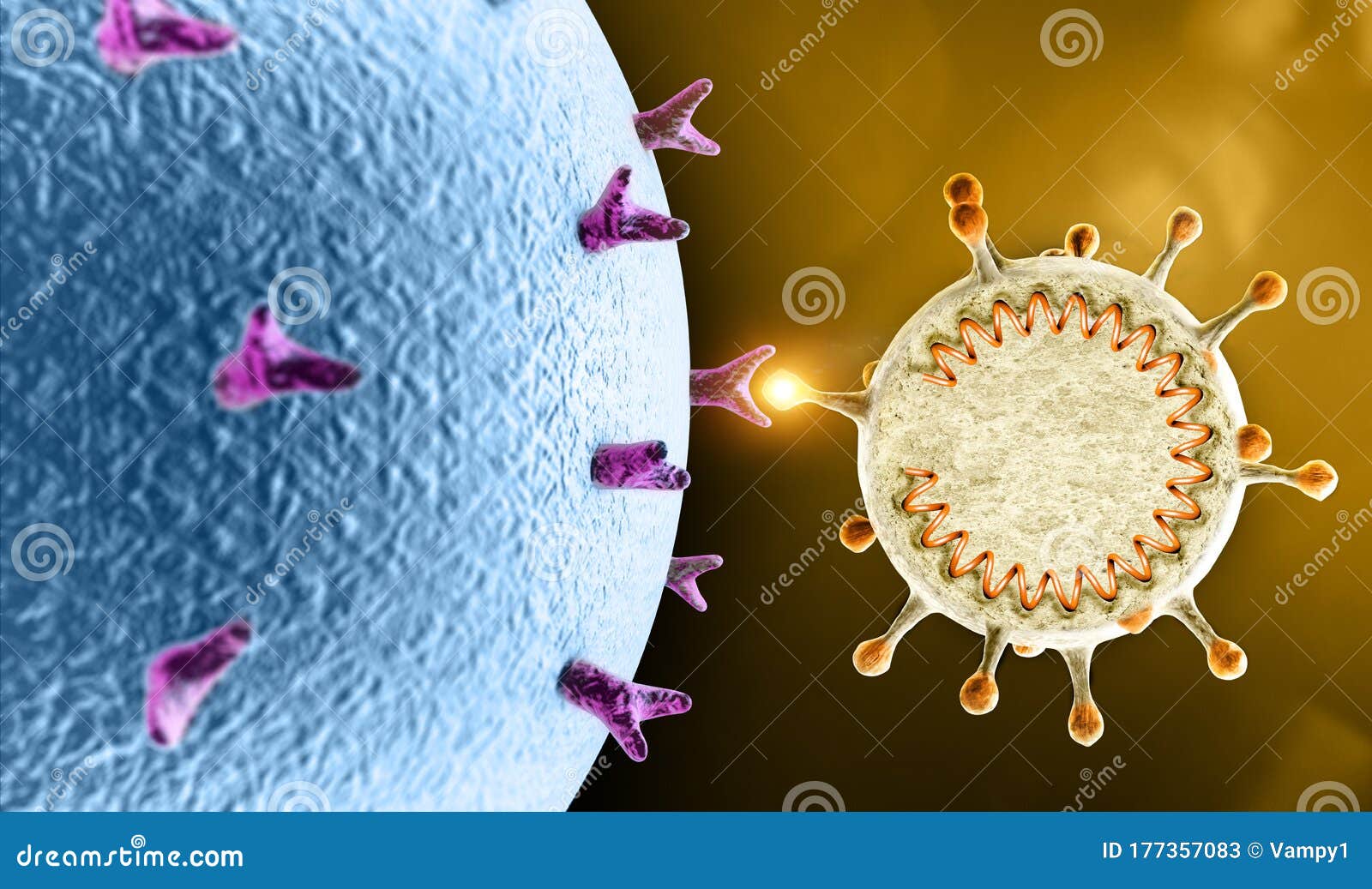 propagation of the virus. how coronavirus attacks cells. if the virus finds a compatible receptor allow covid-19 to replicate