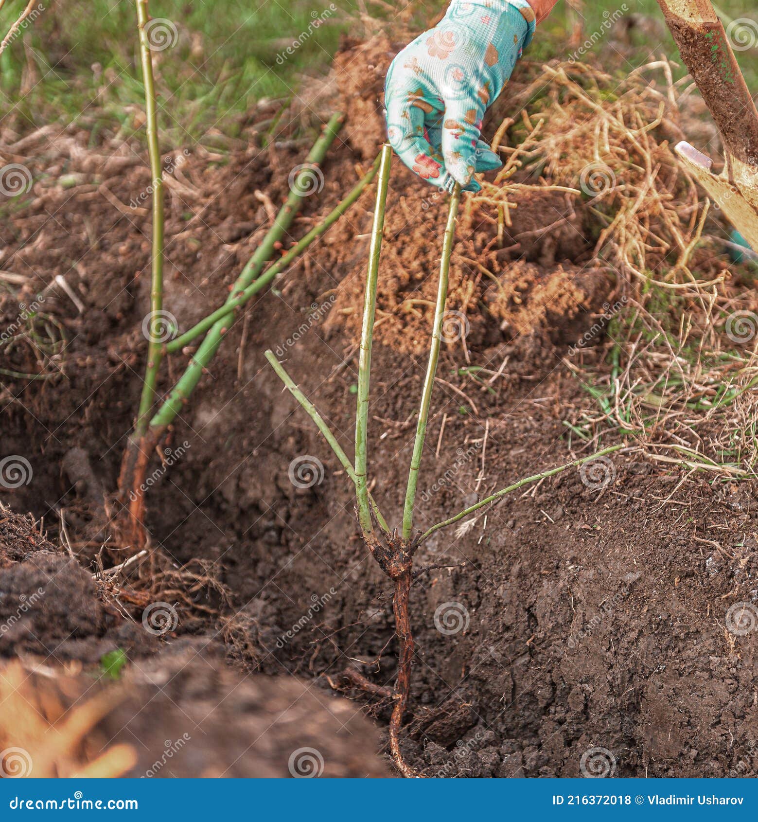 Proper Preparation and Planting in the Ground of the Rose Plant Stock