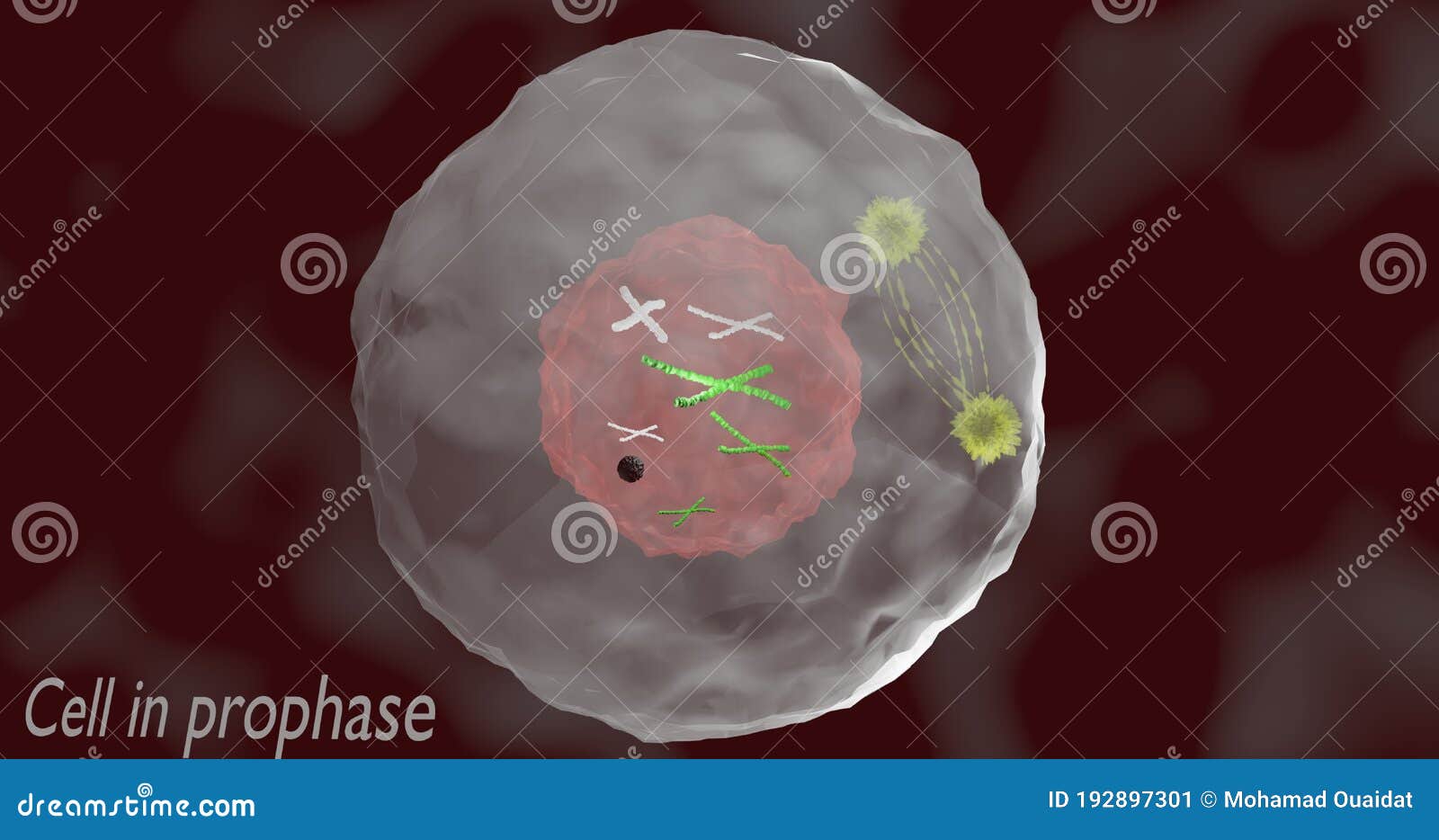 during prophase during prophase