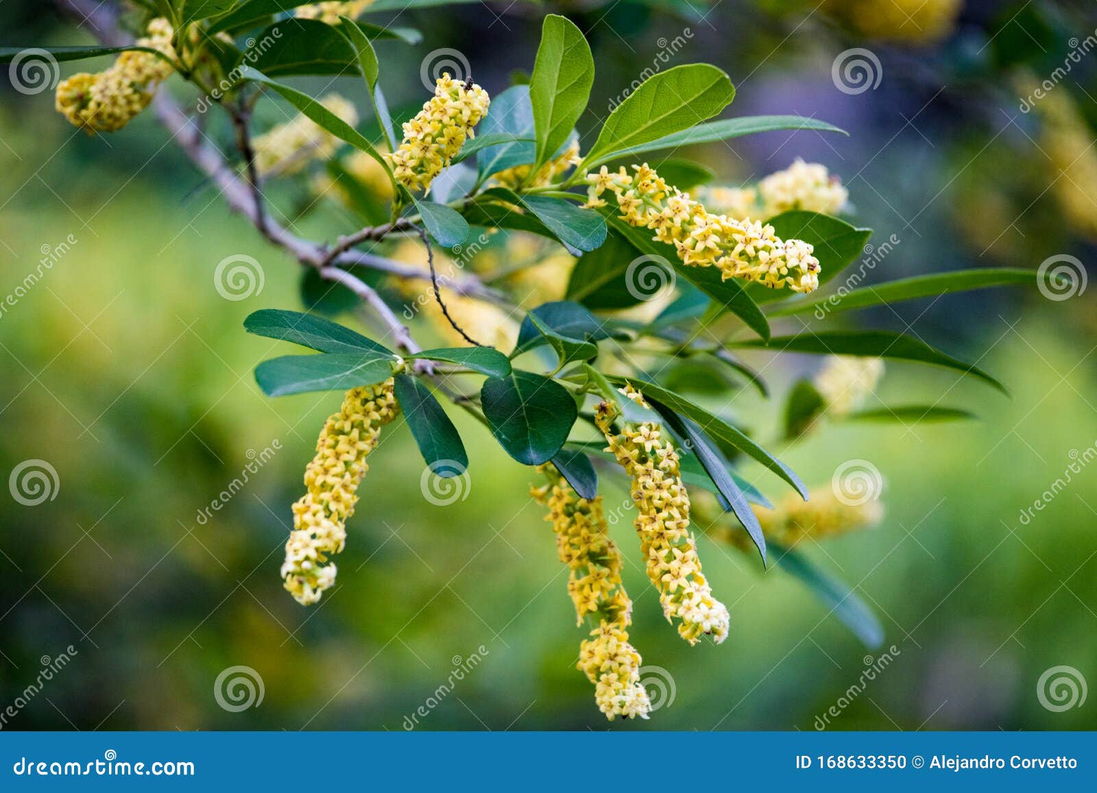 Prosopis Alba White Carob Tree, Algarrobo Flowers. Pampa Flowers ...