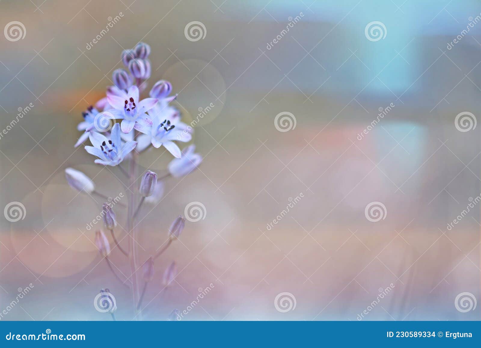 abstract natural background with soft light, prospero autumnale, the autumn squill