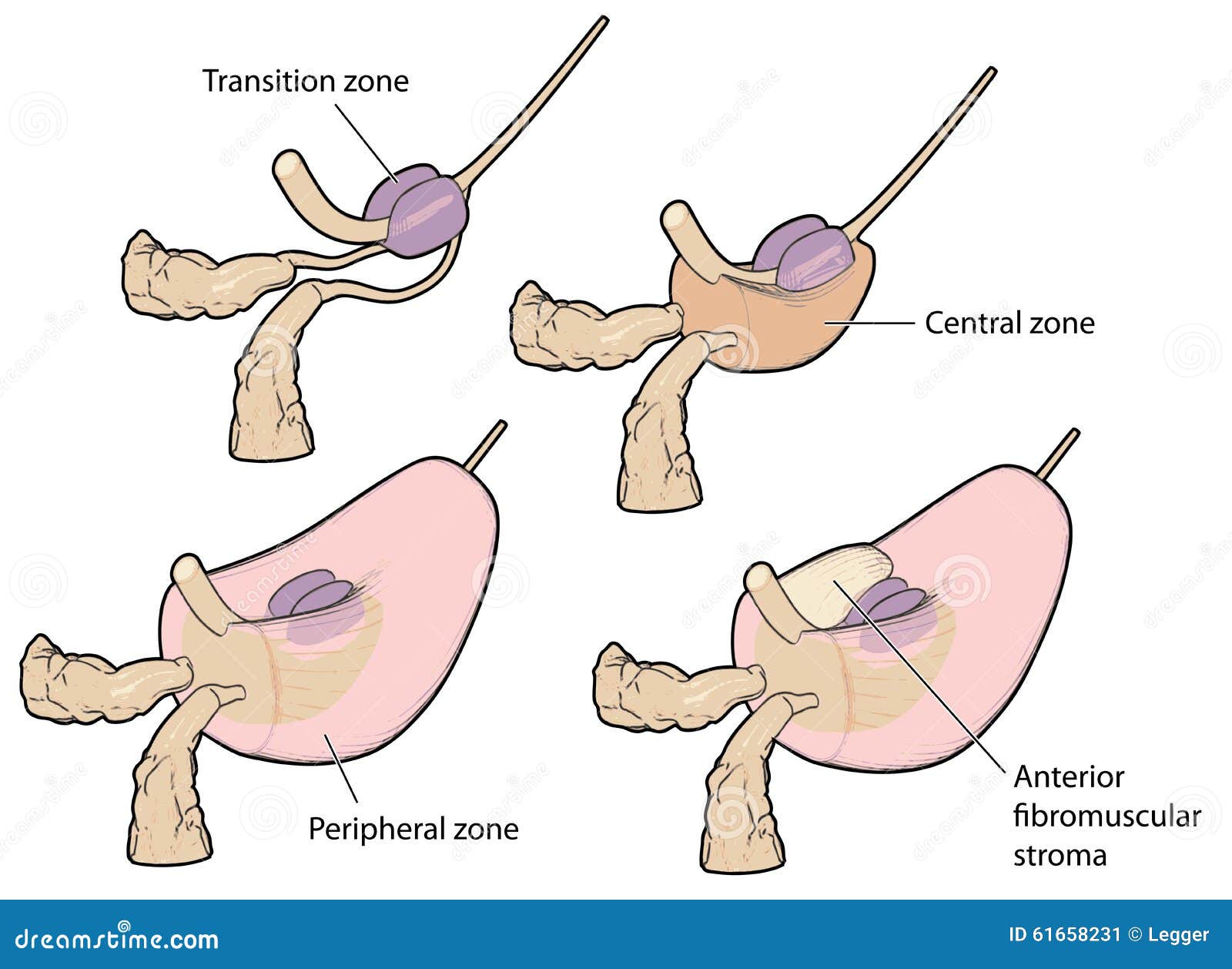 prostate gland anatomy 3d)