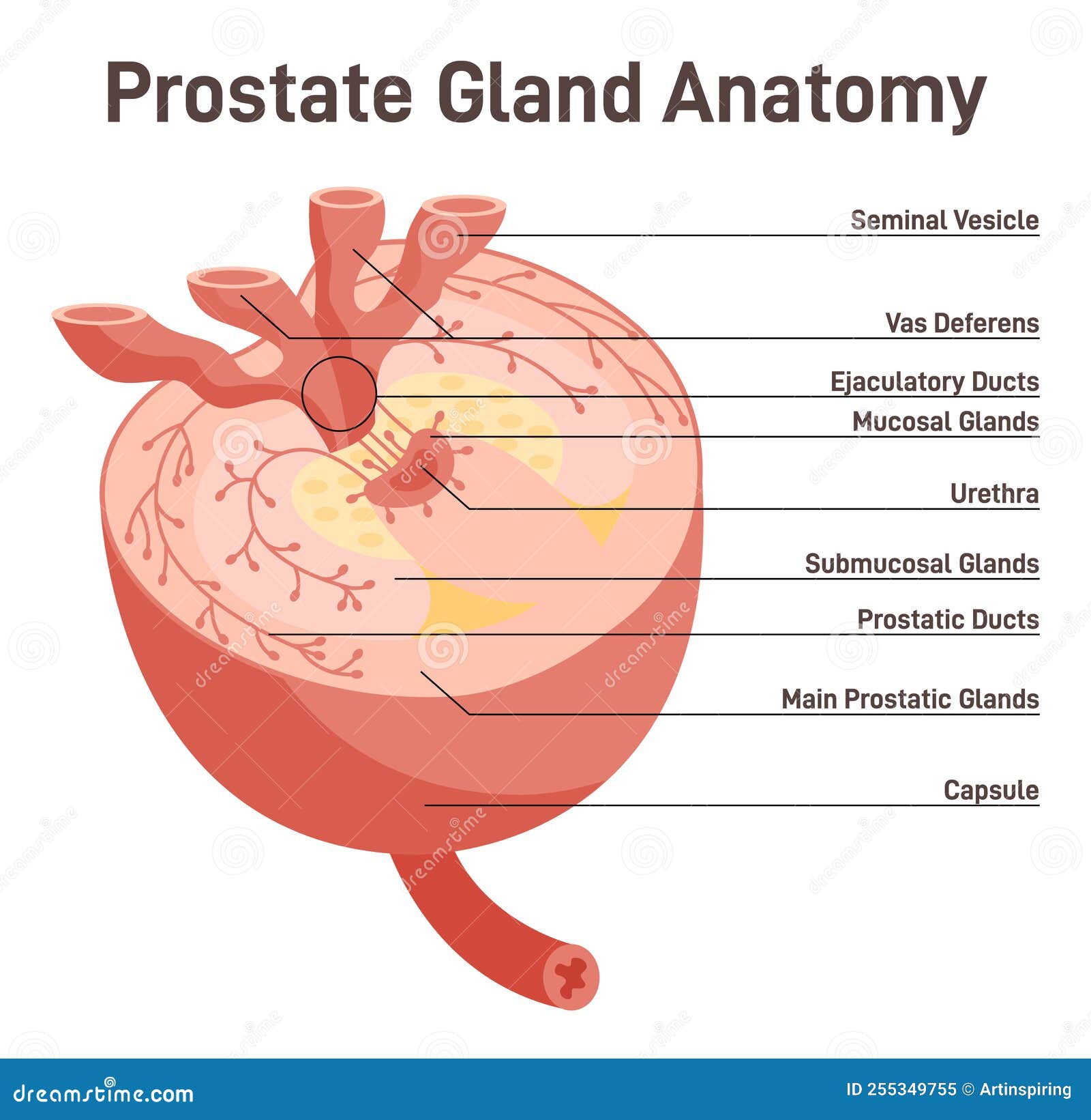 Top 26+ Stock Images show me a picture of a prostate Excellent Top 26+ Stock Images show me a picture of a prostate Excellent