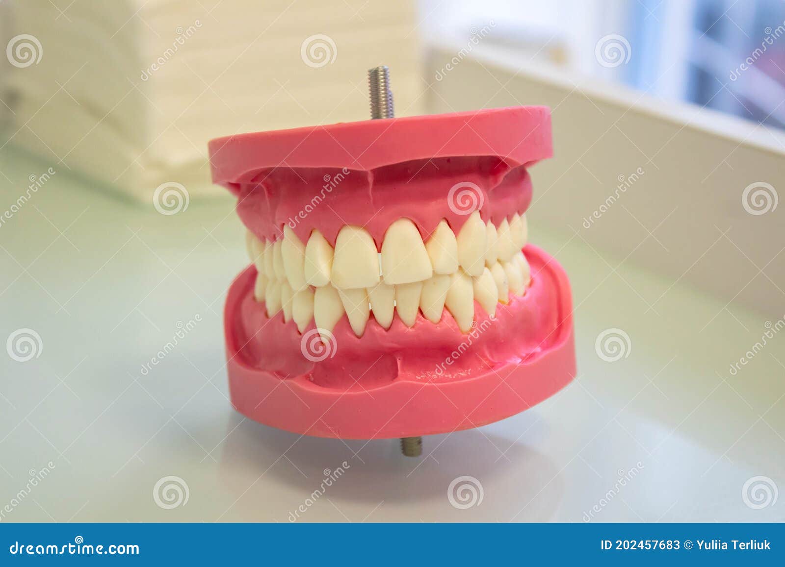 Prosthesis Acrylic Prosthesis of the Upper and Lower Jaws on a White