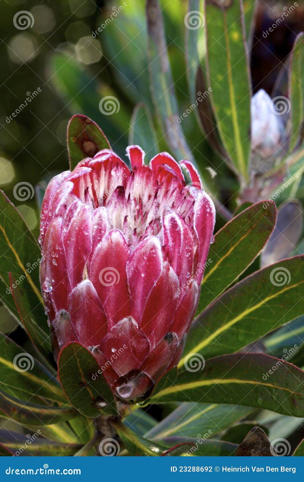 Protea stock photo. Image of eastern, evergreen, protea 23288692