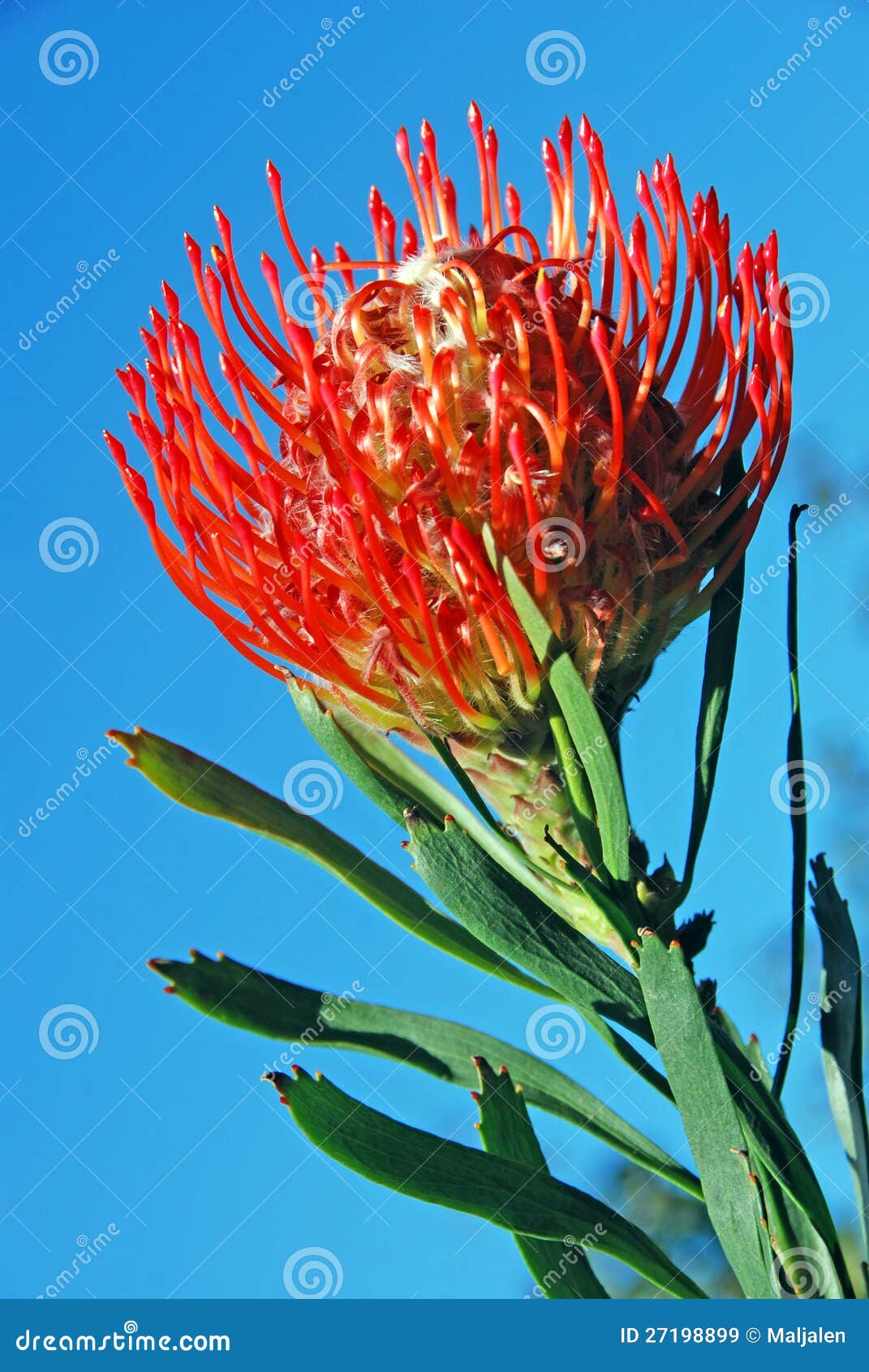Protea stock image. Image of colorful, colors, pincushion 27198899