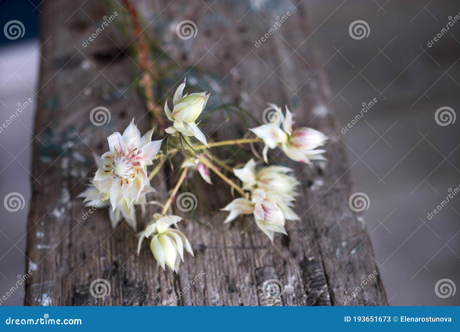 Protea Blushing Bride Flowers Stock Image - Image of petal, color: 193651673