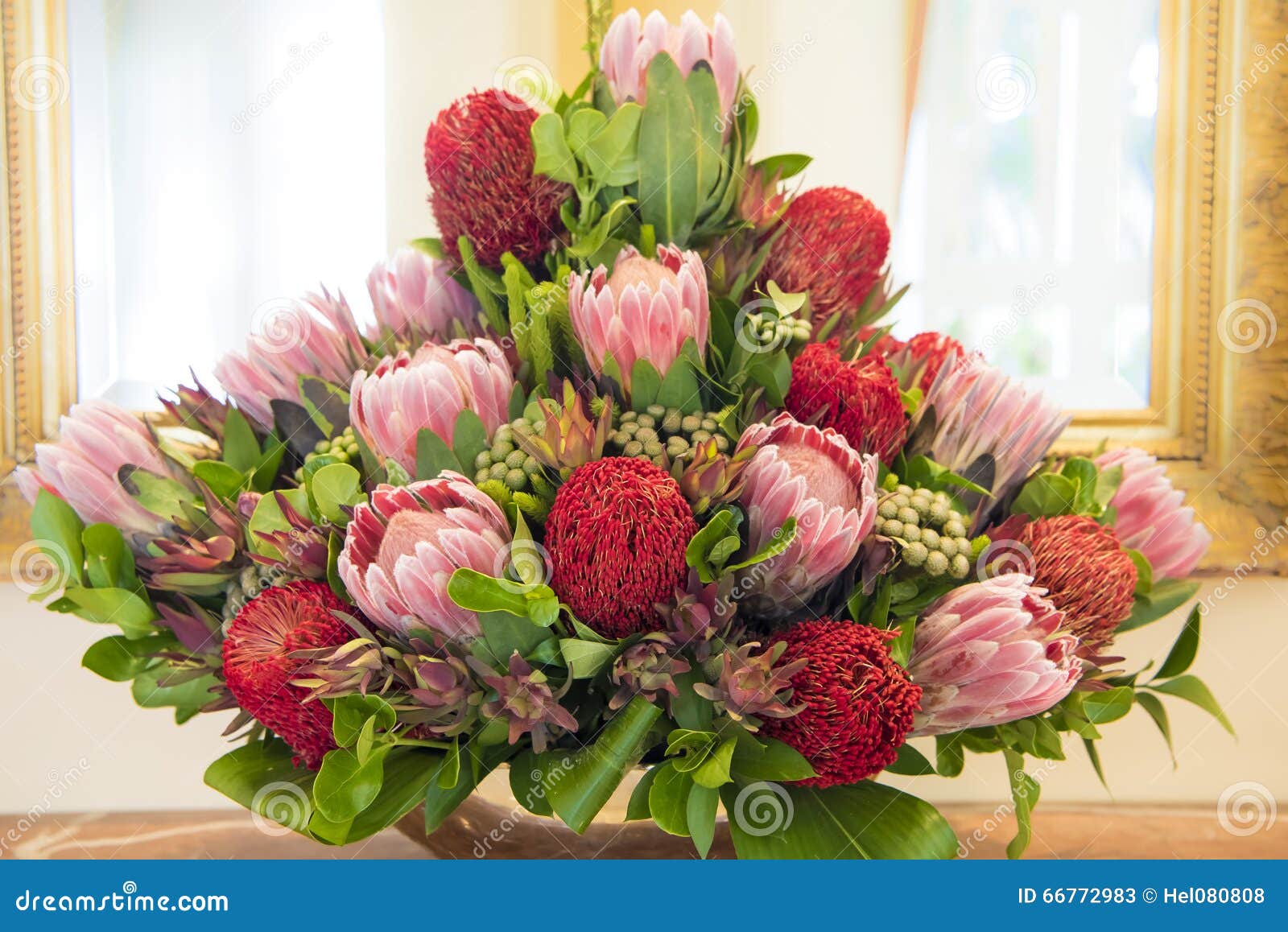 Protea Bouquet, Lots of Red and Pink Proteas in Glass Vase Stock Image
