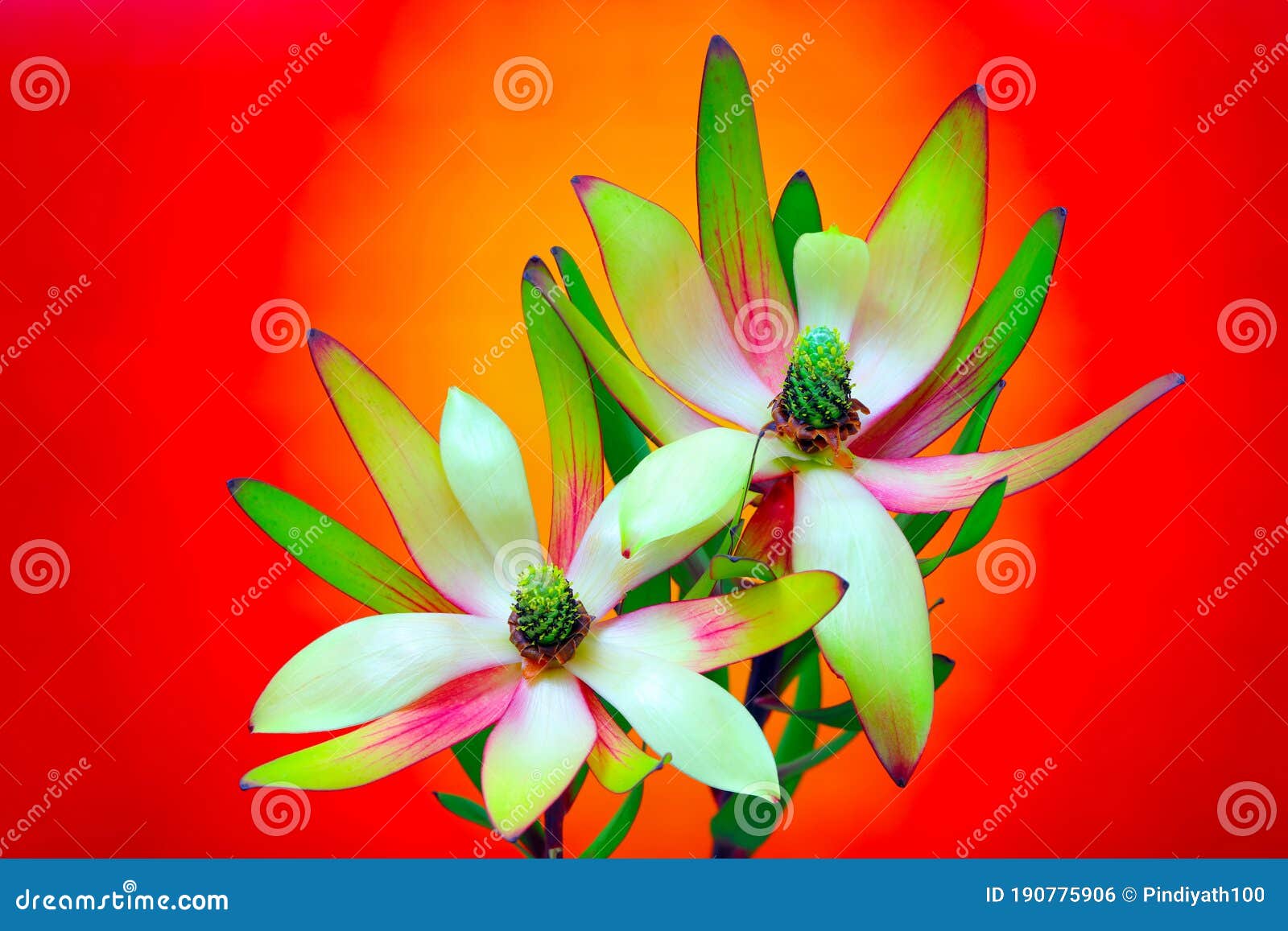 protea conebush flowers against abstract dark backdrop