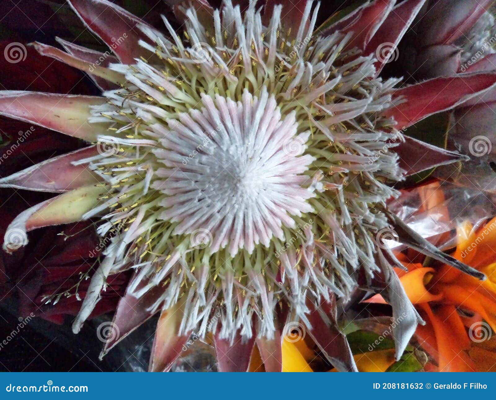 protea cynaroides flower close up. common