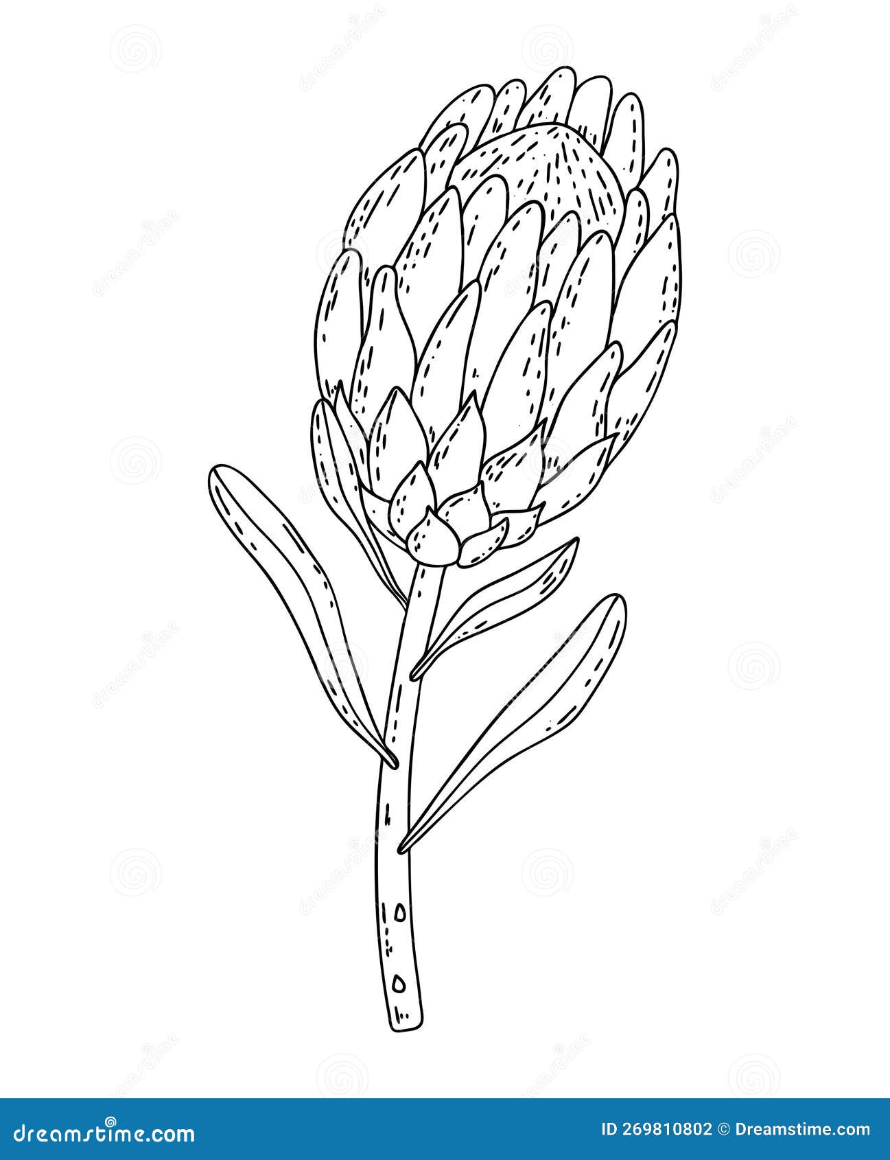 Hand Drawn Line Protea Isolated on White Background. Outline Exotic ...