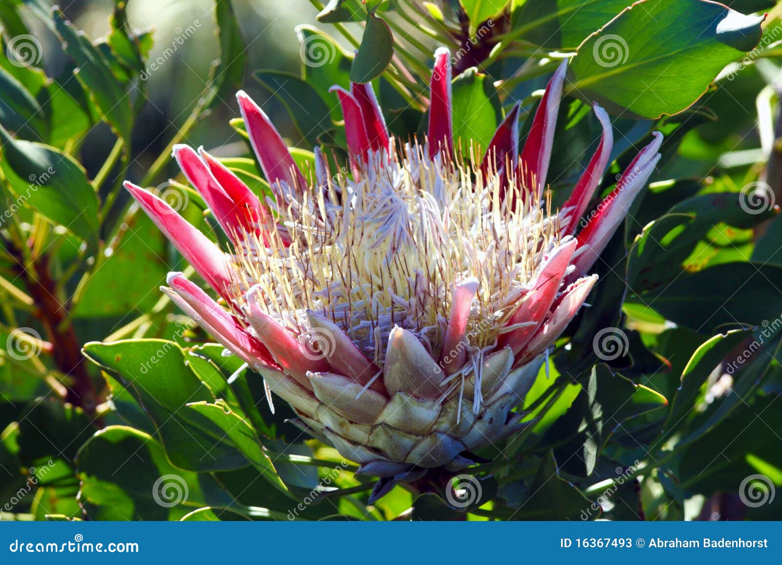 Protea flower stock image. Image of green, springtime 16367493