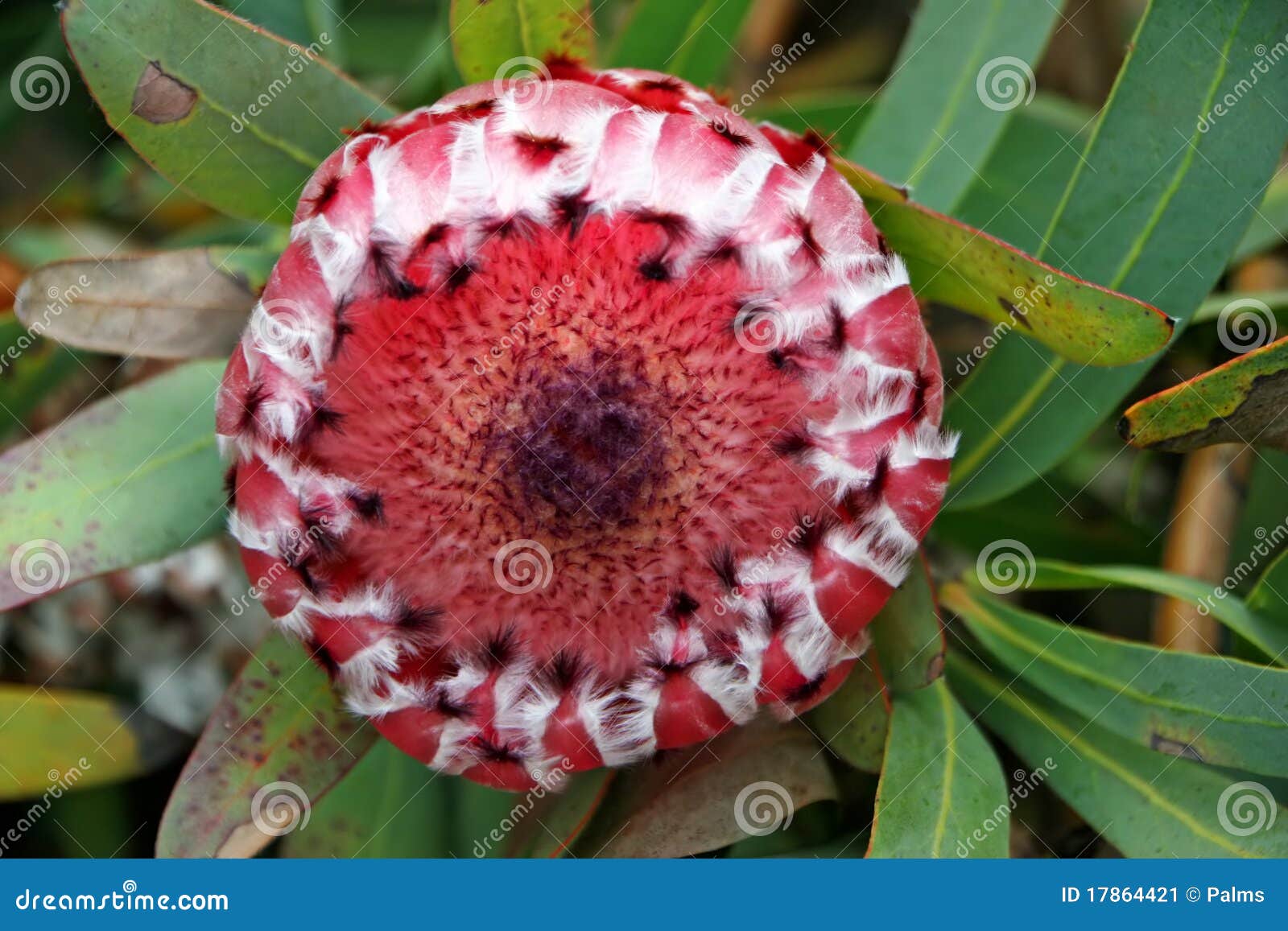 Protea Flower stock image. Image of haleakala, beauty 17864421