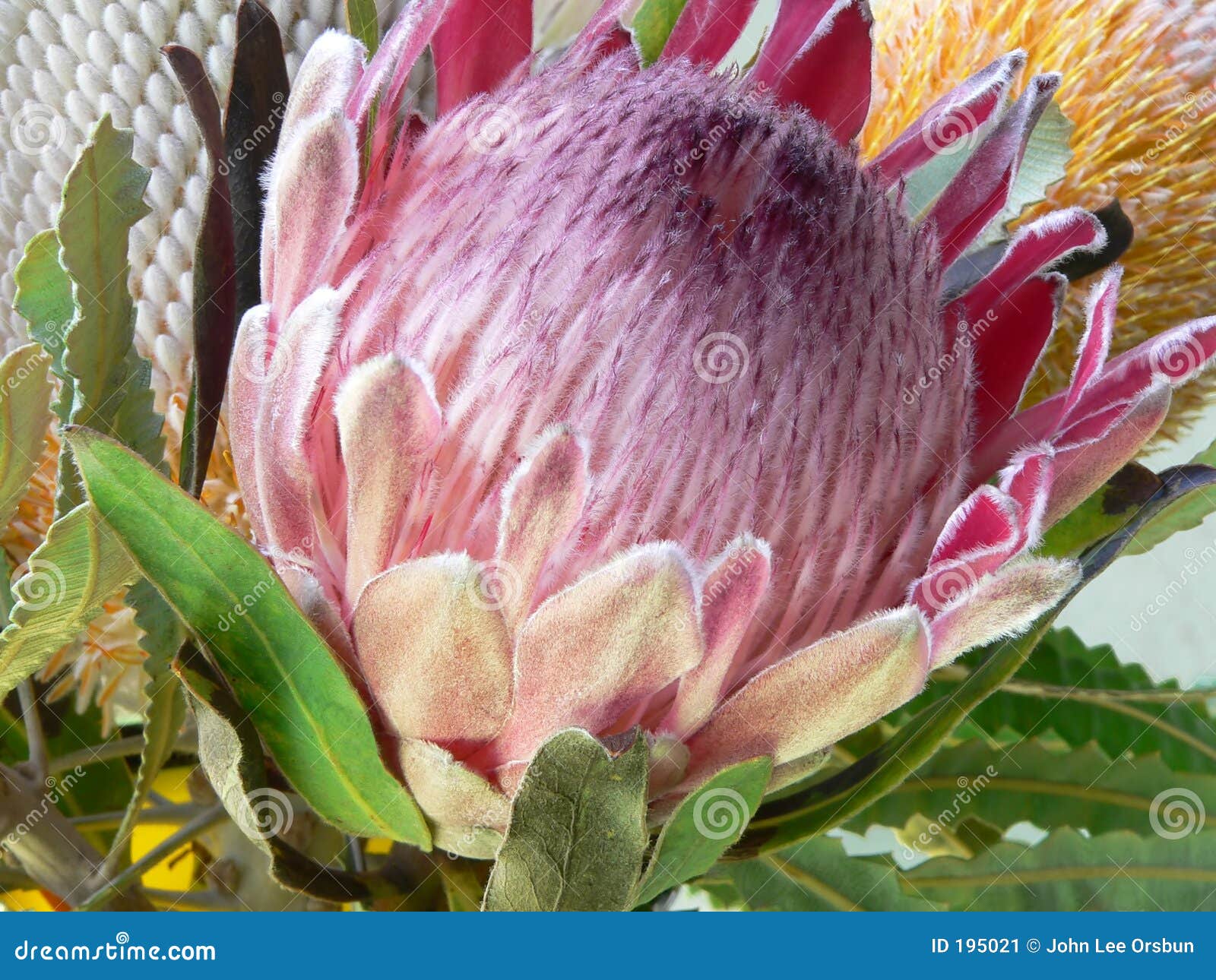 Protea Flower, Aka Protea Eximia Stock Image Image of south, eximia