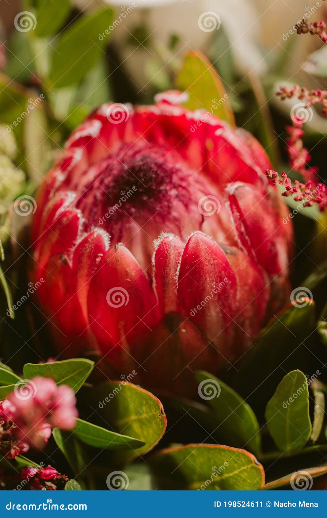 Protea Flower Bunch. Beautiful Protea Flower in Bloom Stock Image