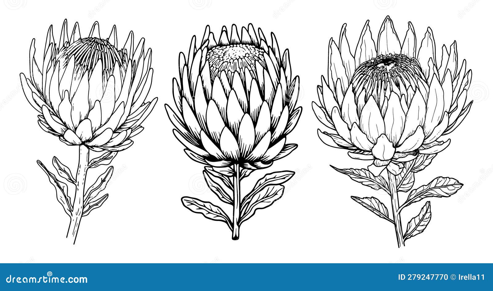 Protea Flower with Leaves Line Art. Black Outline Vector Botanical Set ...