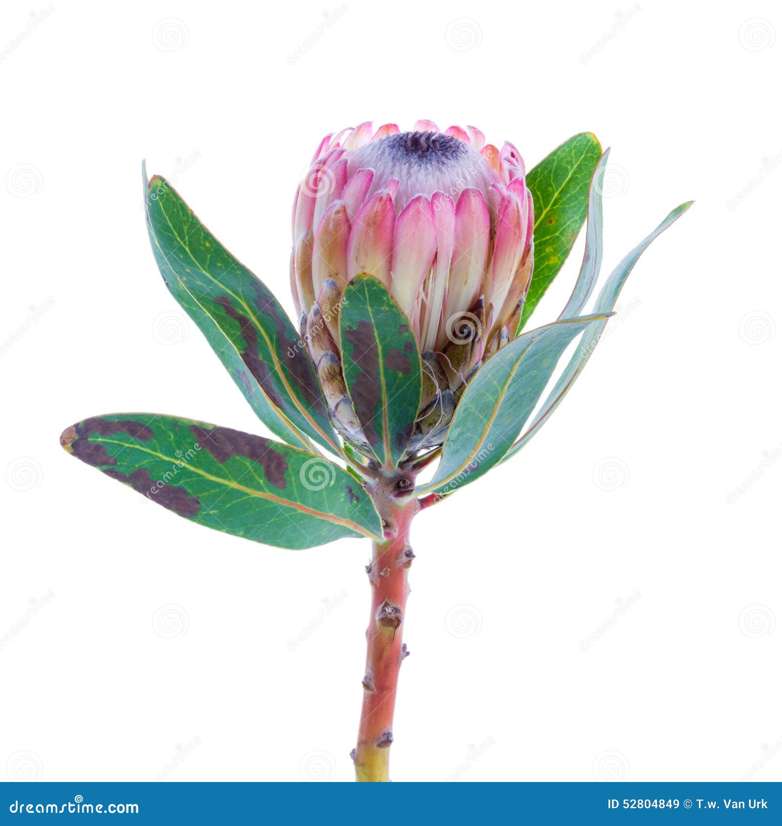 White Protea Flower